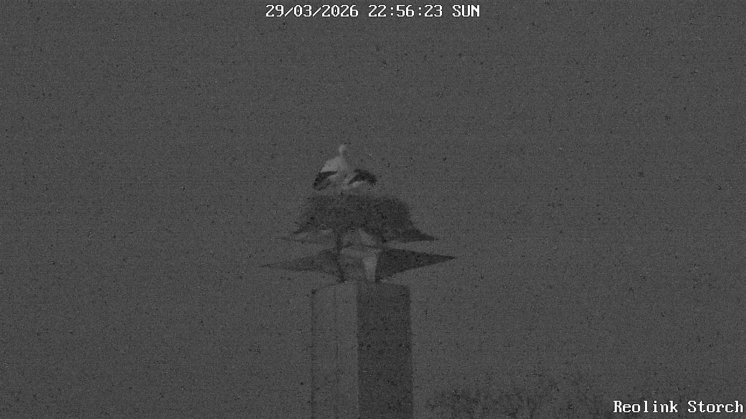 Storchencam Bild