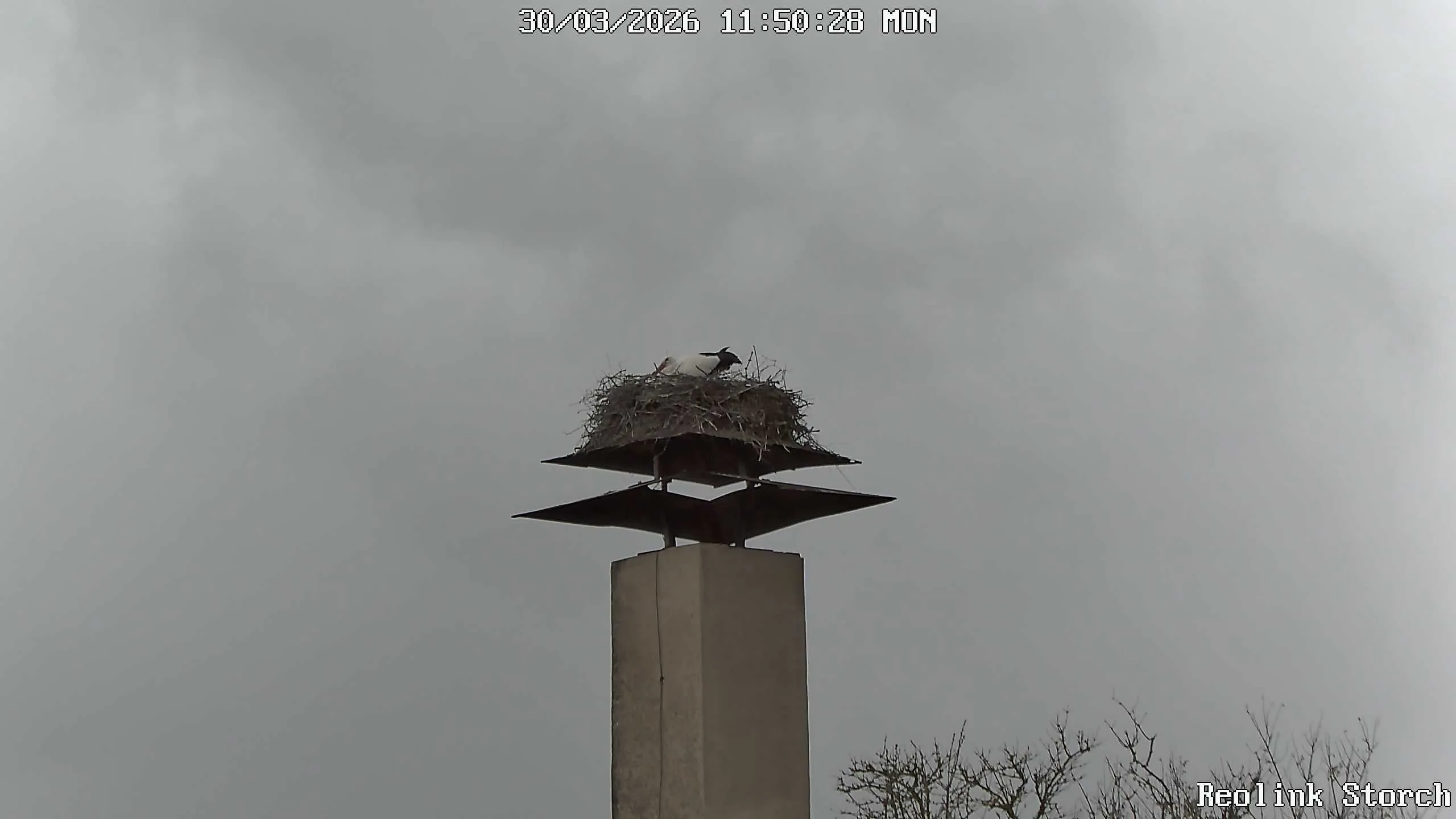 Storchencam Bild