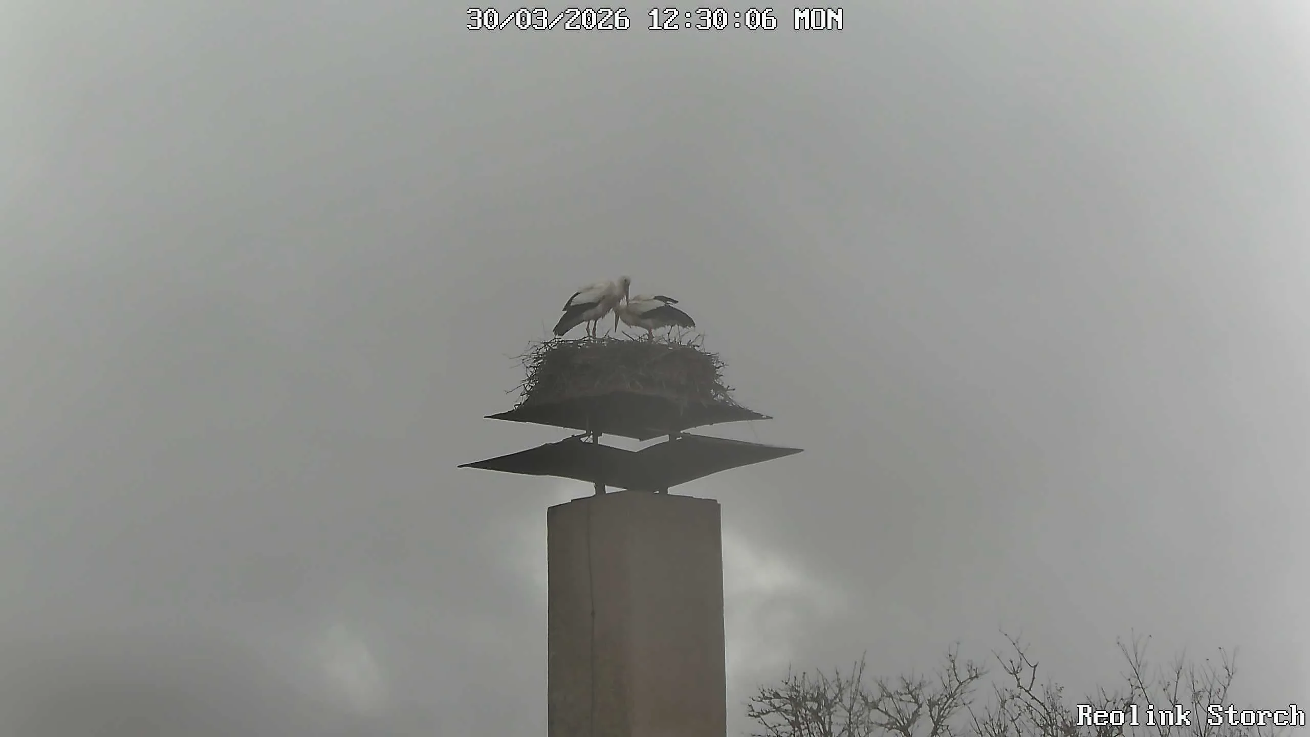 Storchencam Bild