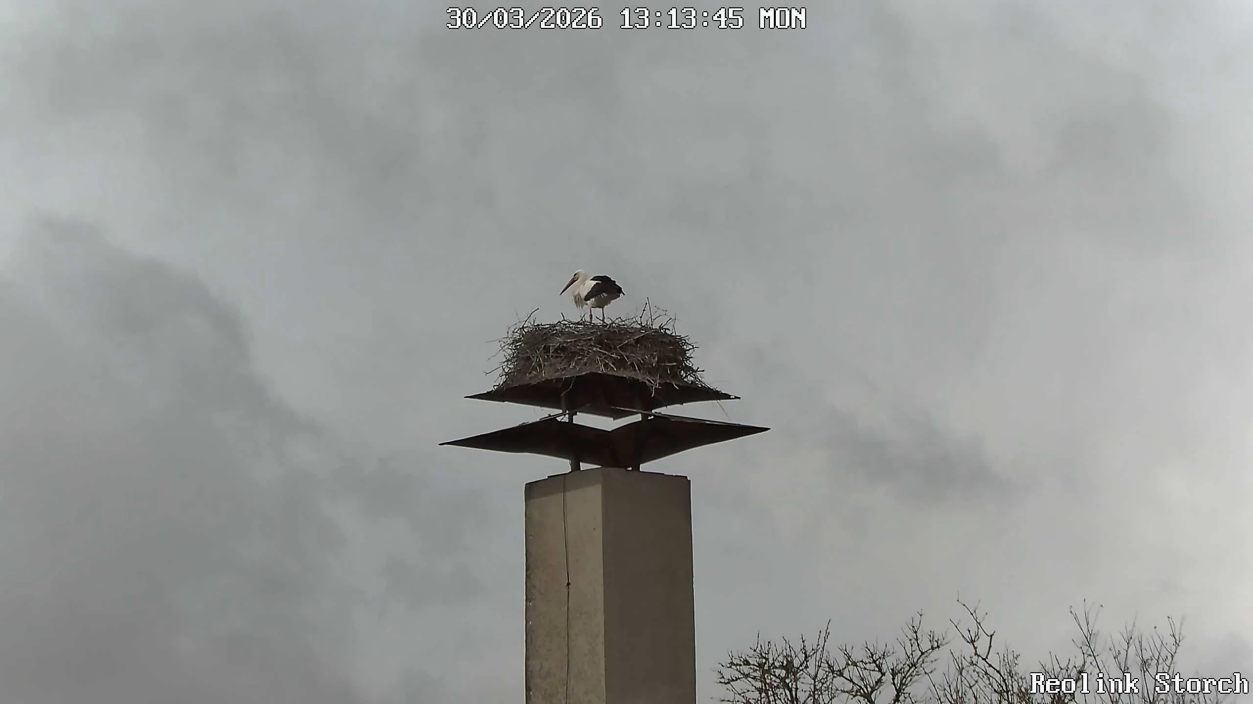Storchencam Bild