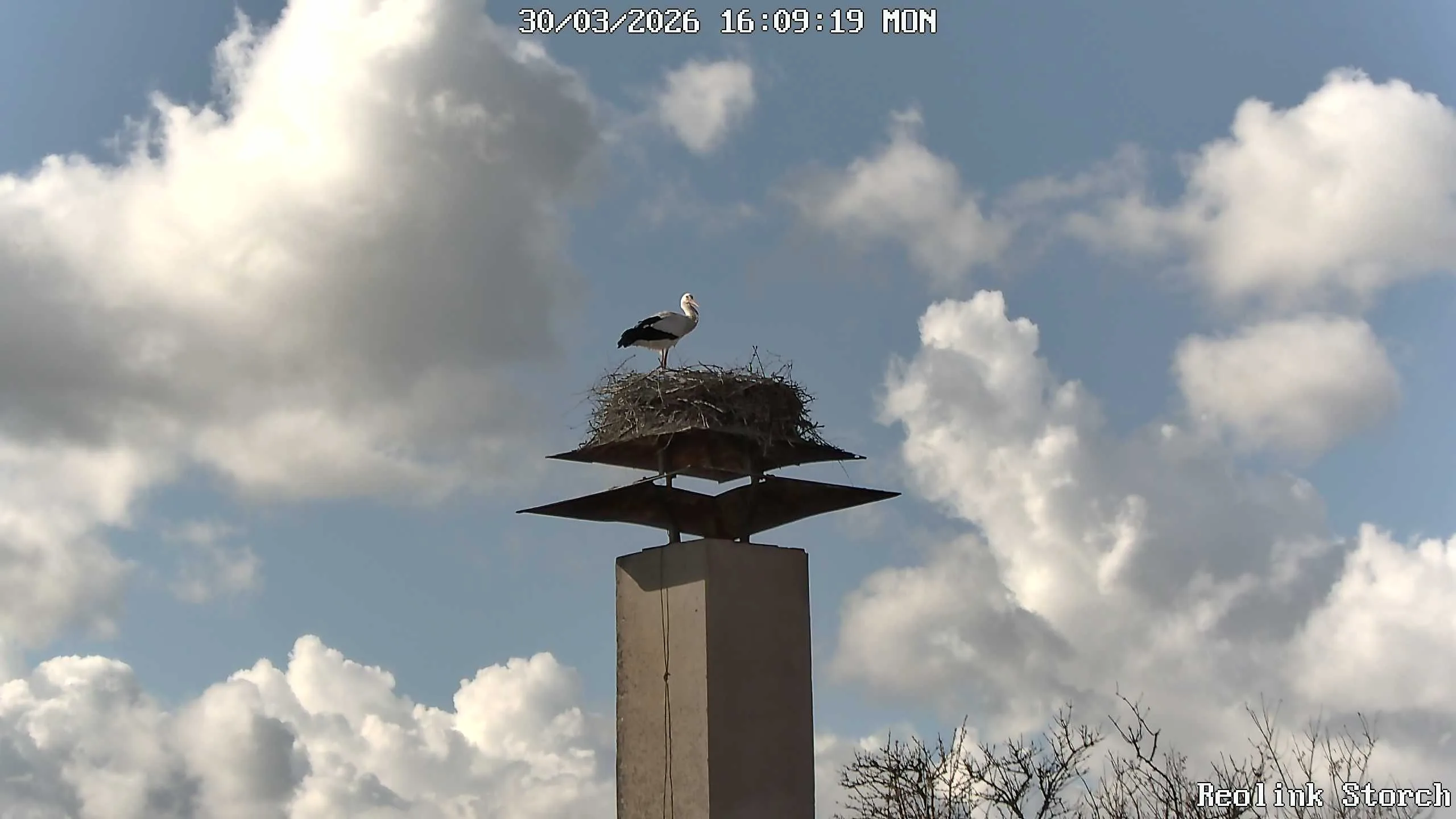 Storchencam Bild