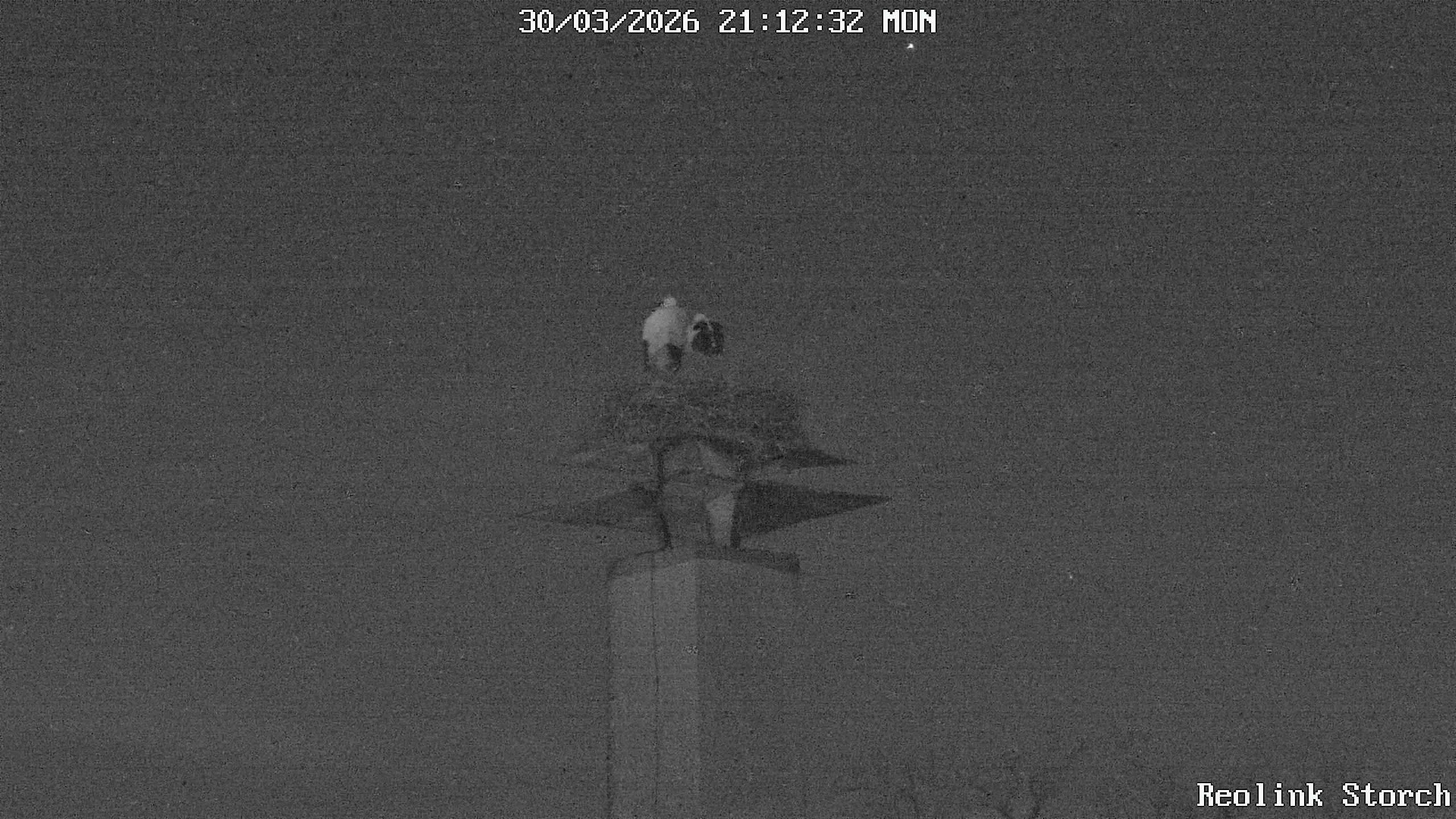 Storchencam Bild