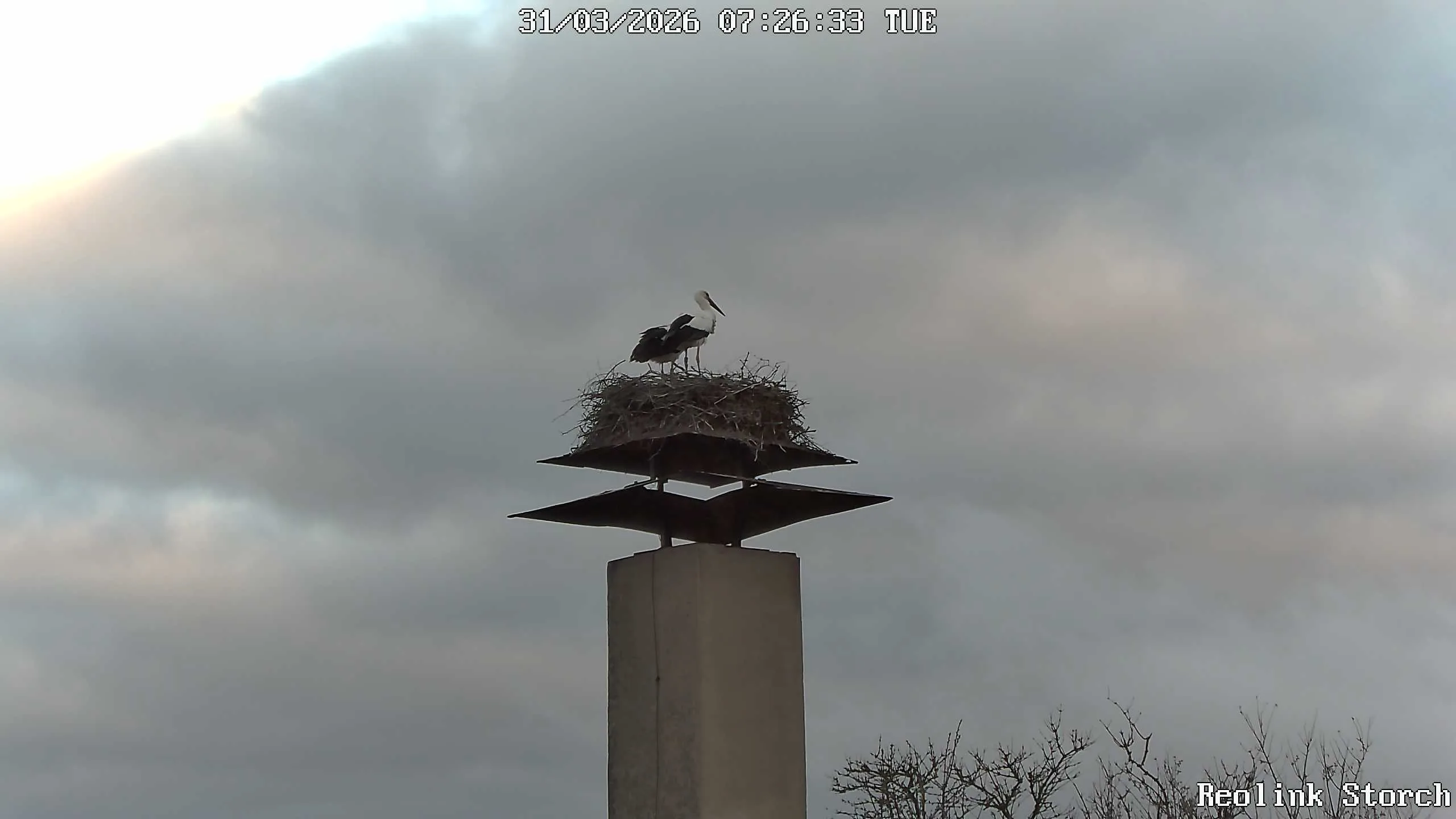 Storchencam Bild