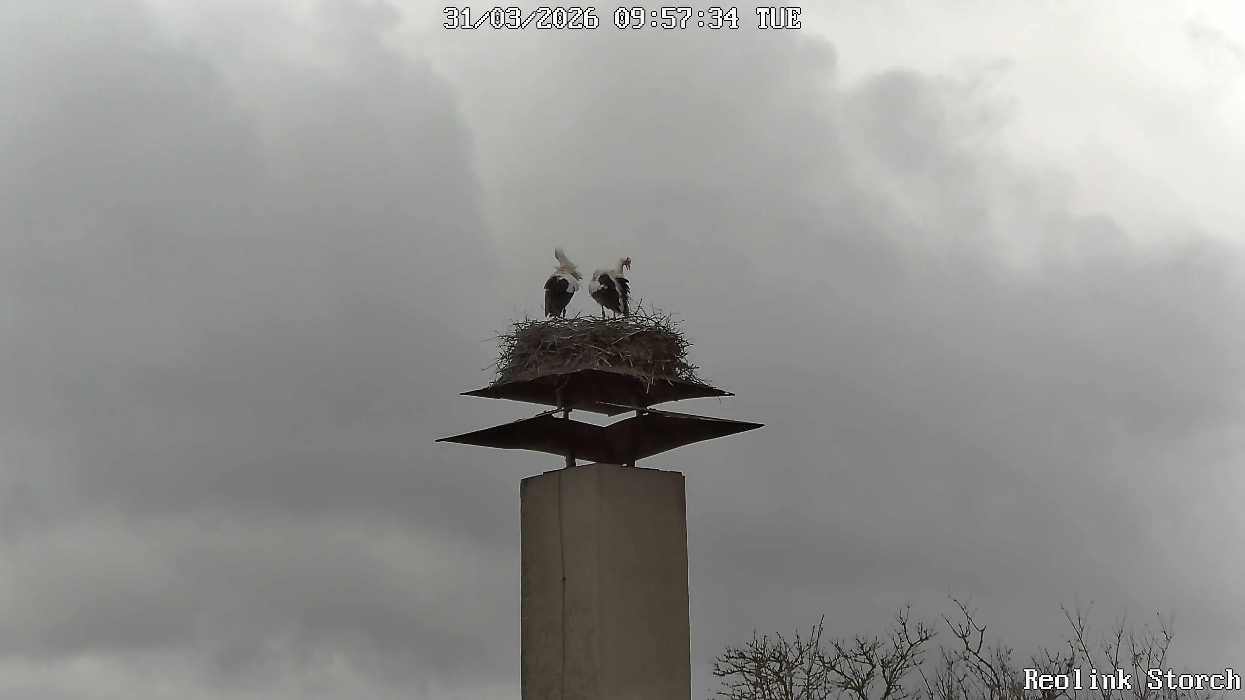 Storchencam Bild