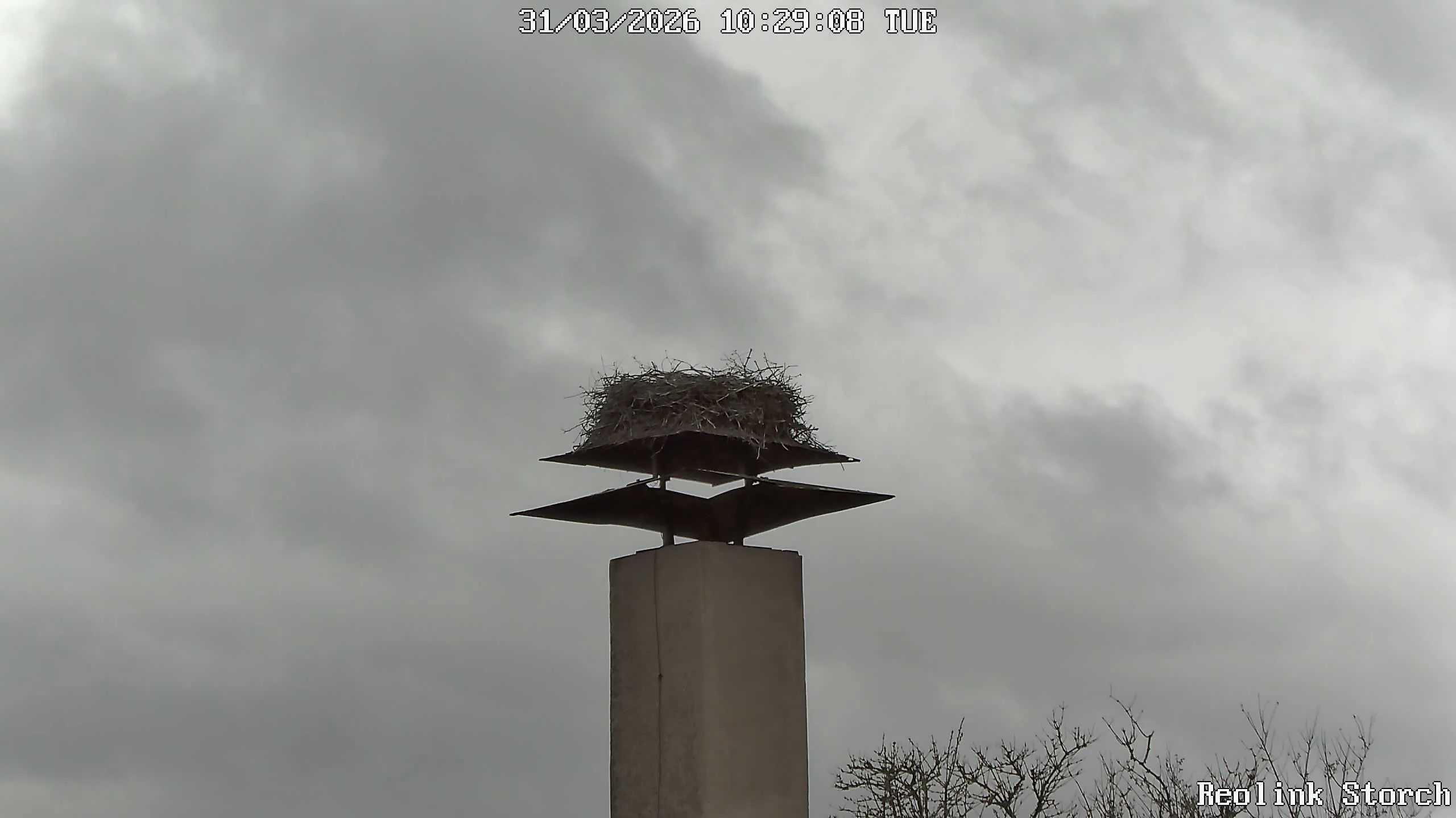 Storchencam Bild