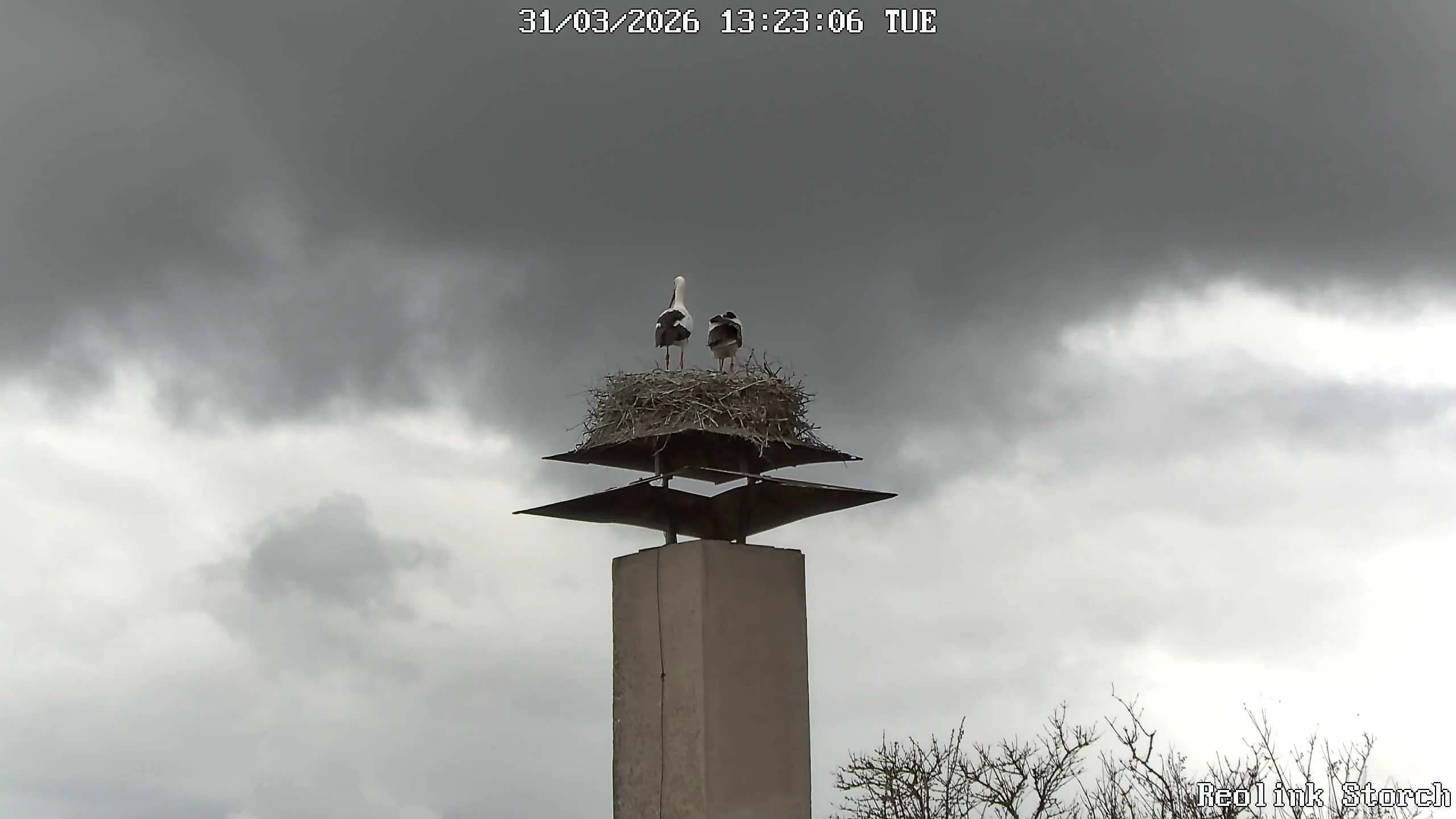 Storchencam Bild