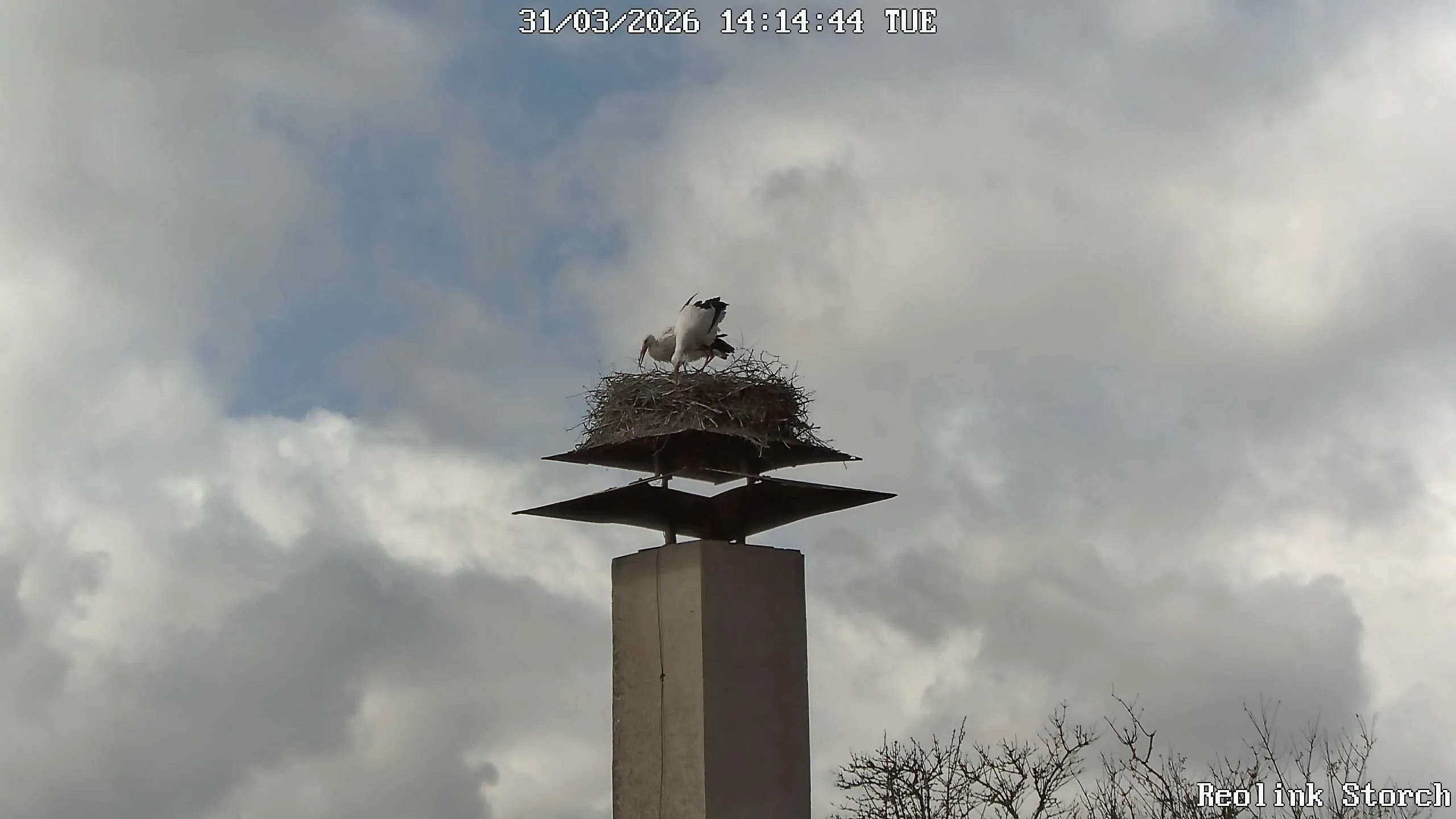 Storchencam Bild