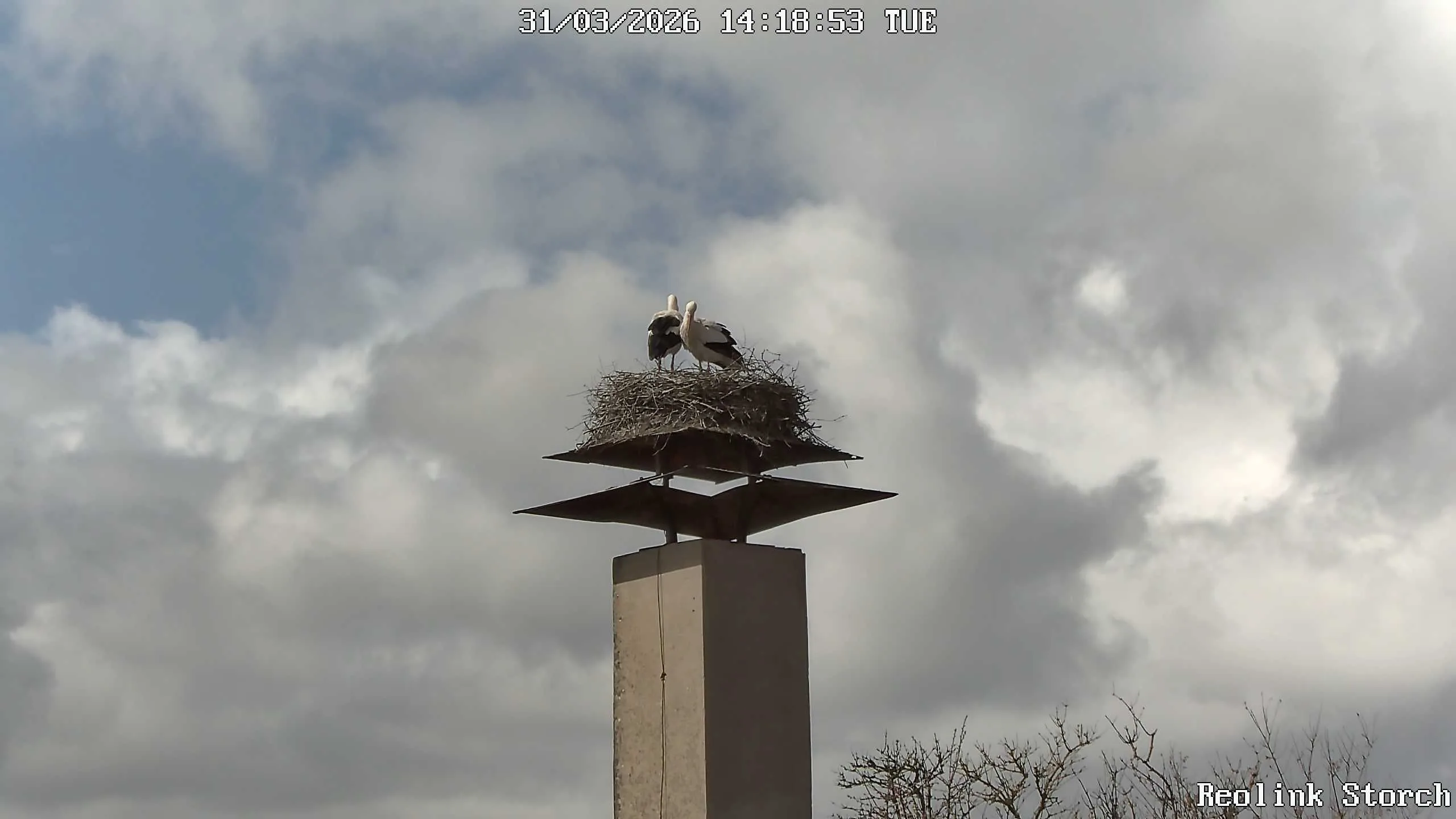 Storchencam Bild