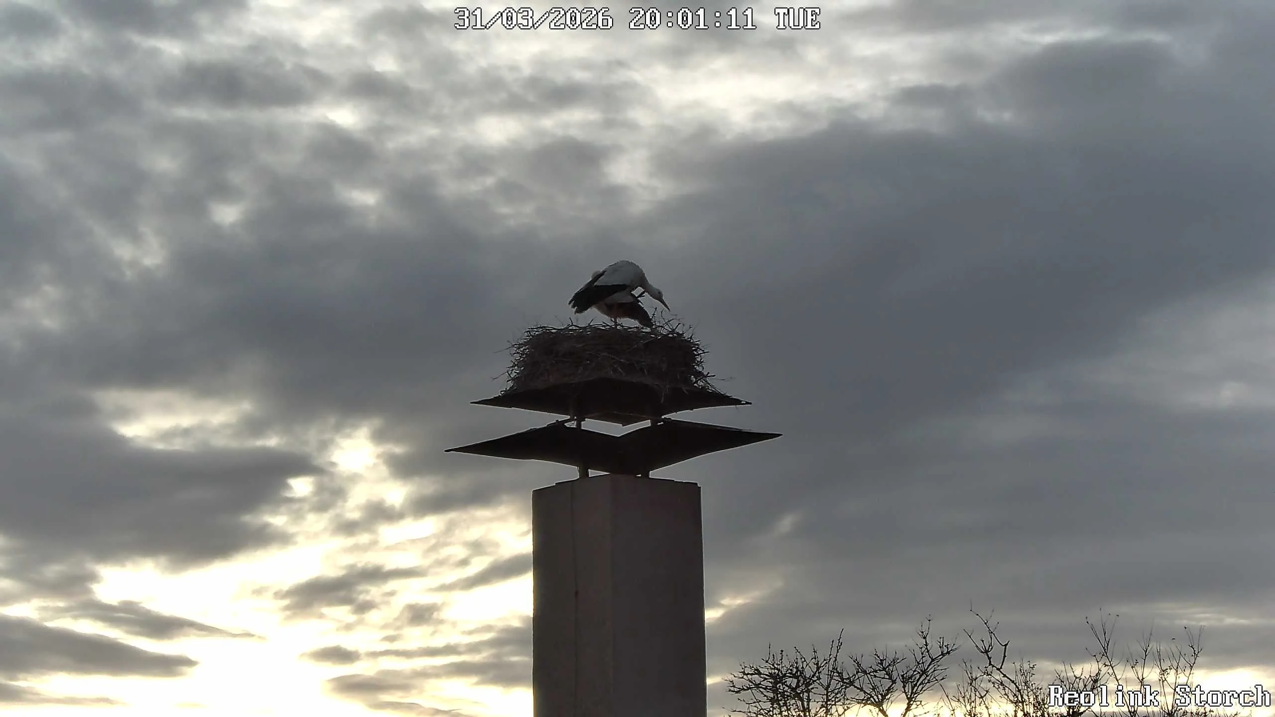 Storchencam Bild