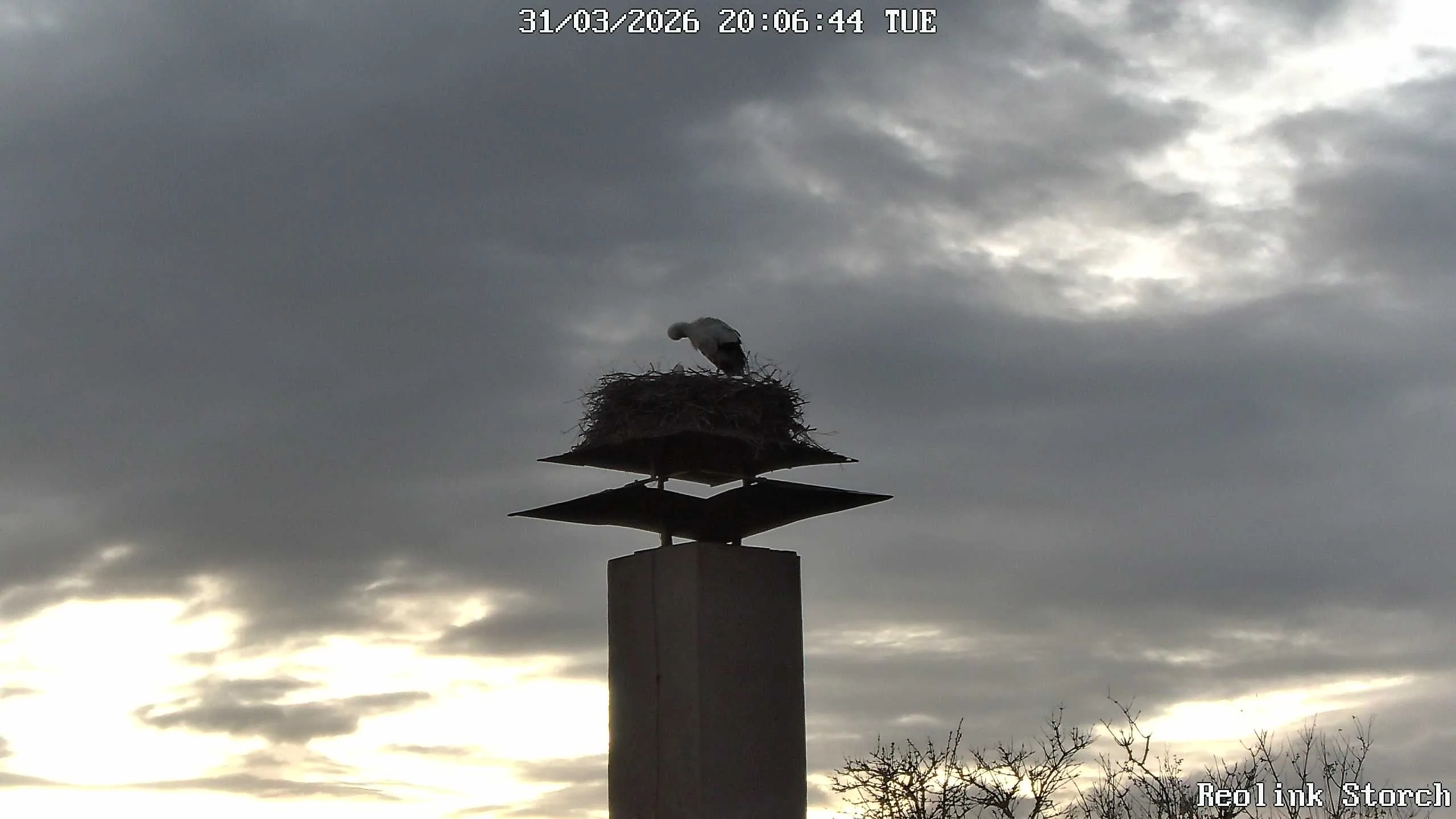 Storchencam Bild