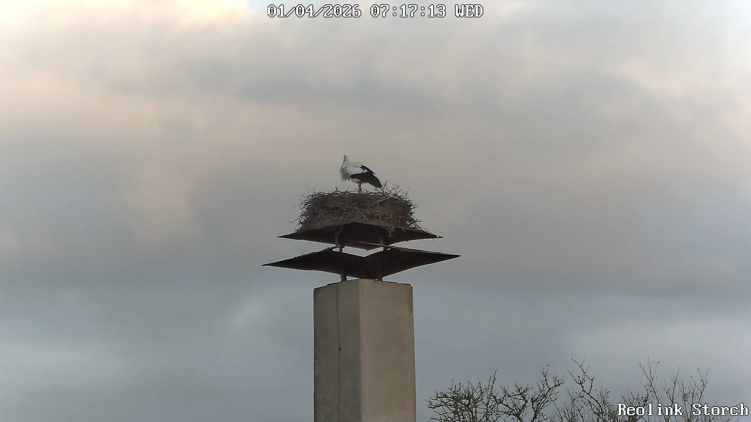 Storchencam Bild