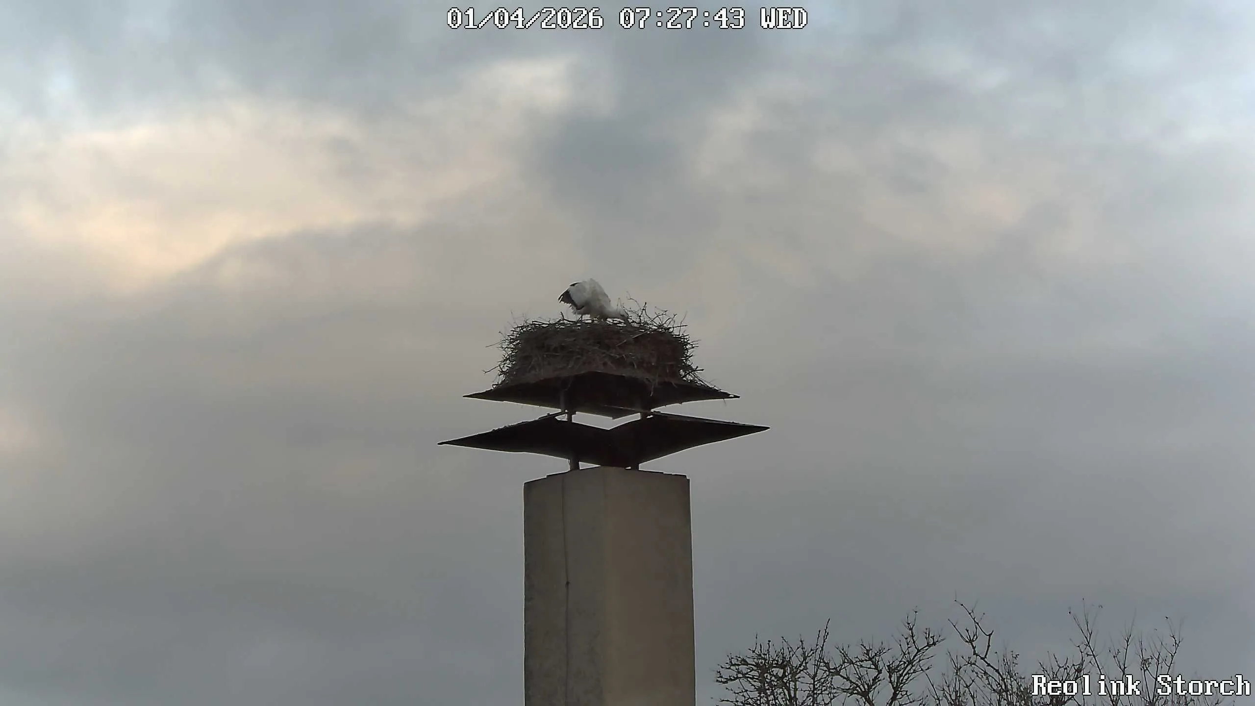 Storchencam Bild