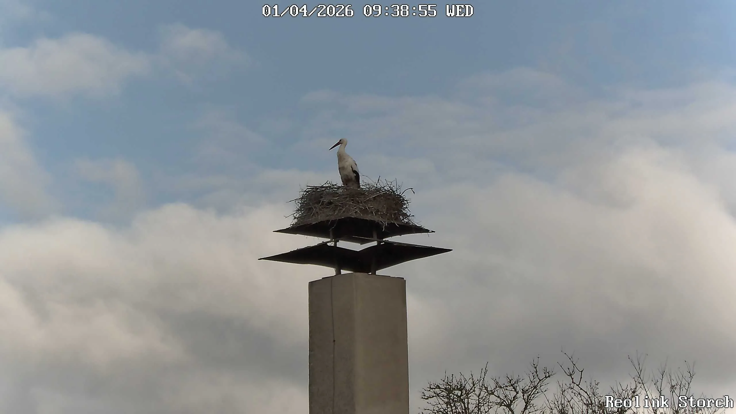 Storchencam Bild