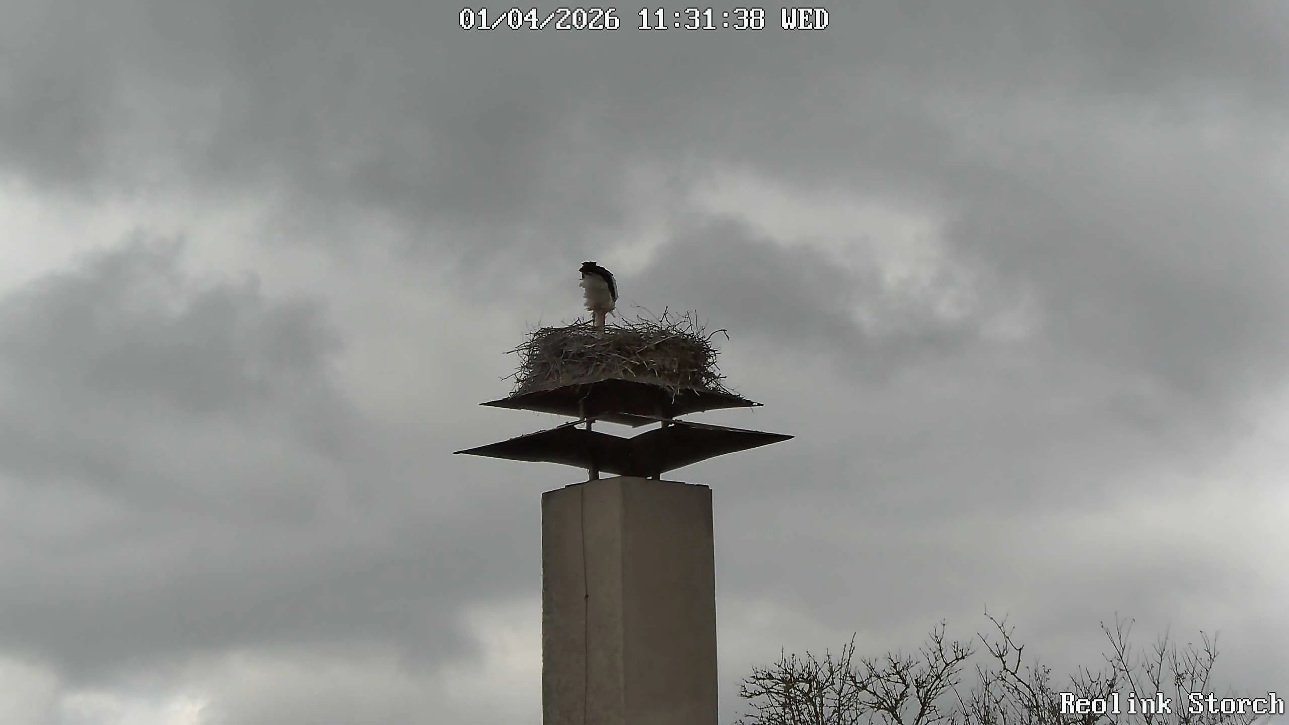 Storchencam Bild