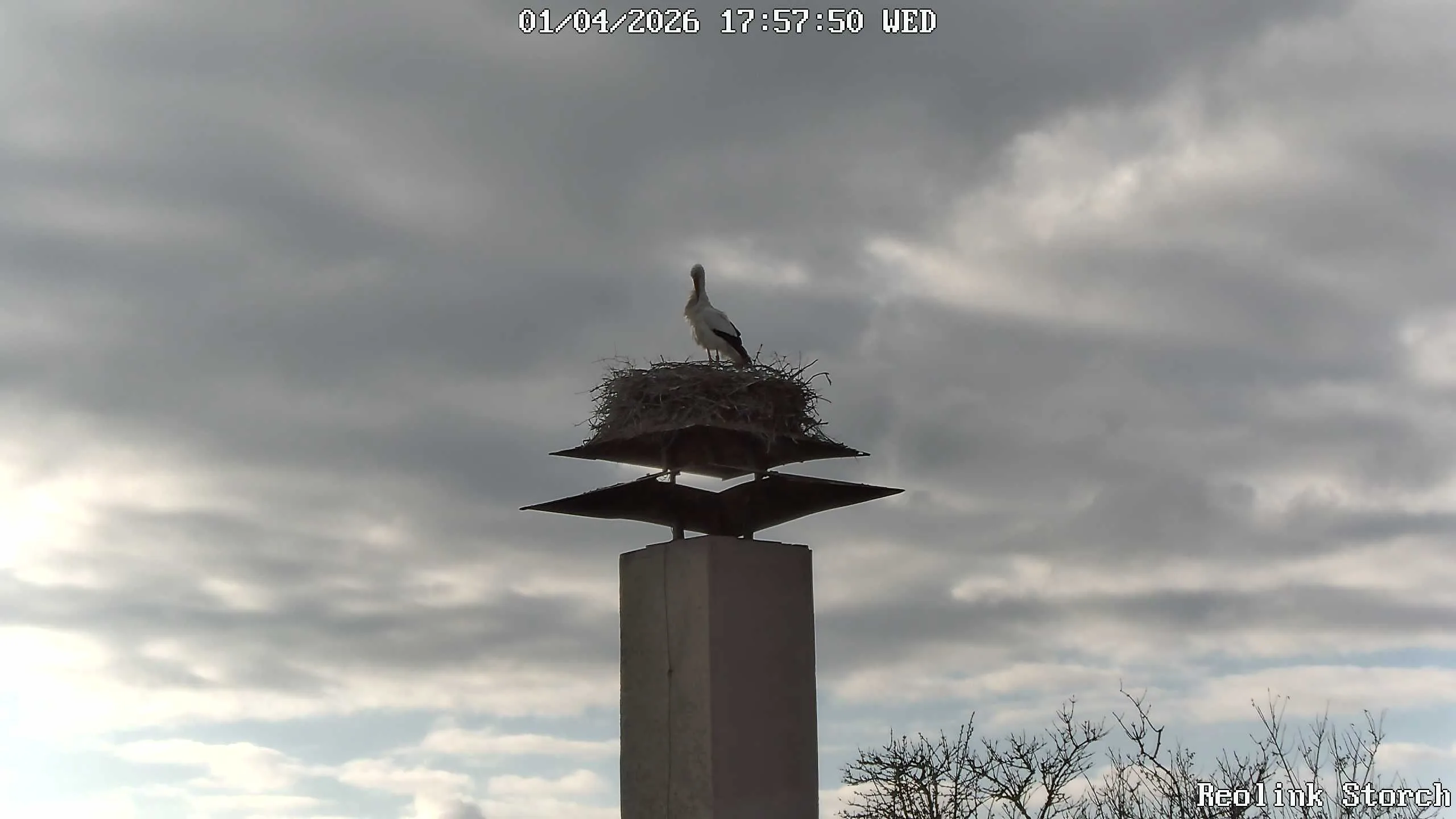Storchencam Bild