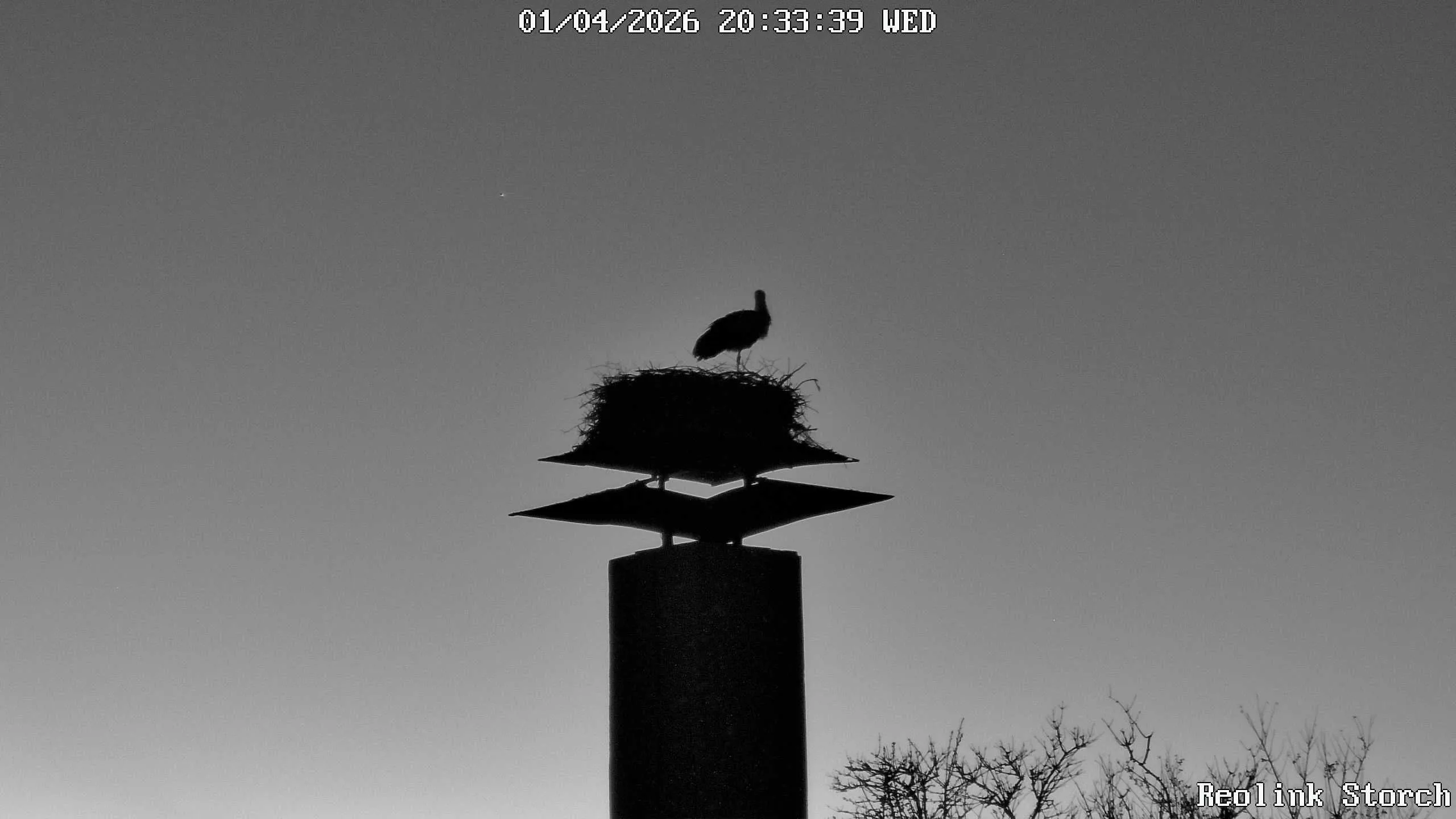 Storchencam Bild
