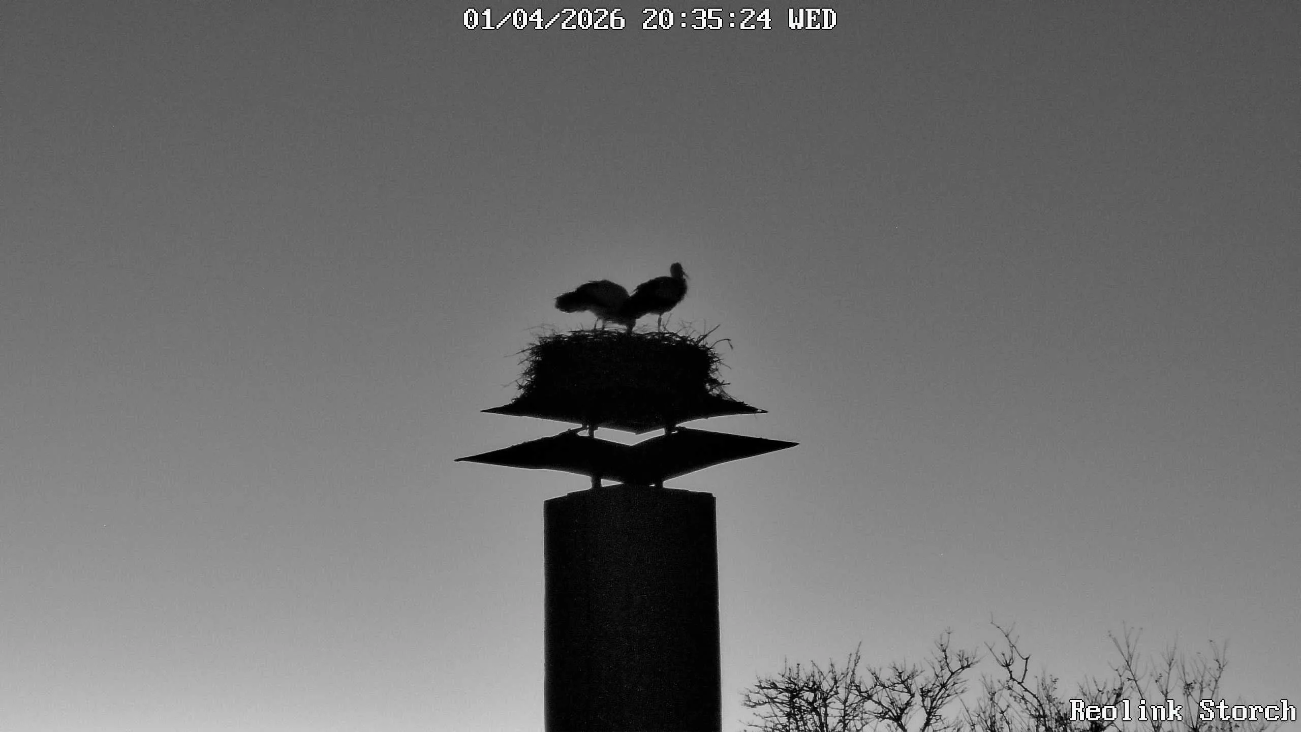 Storchencam Bild