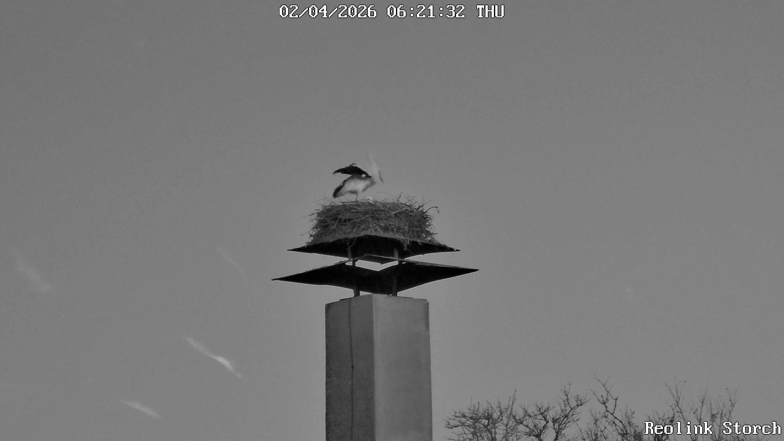 Storchencam Bild