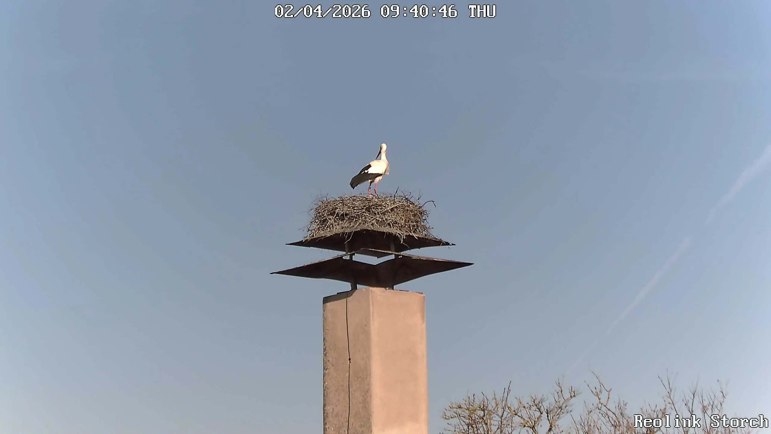 Storchencam Bild