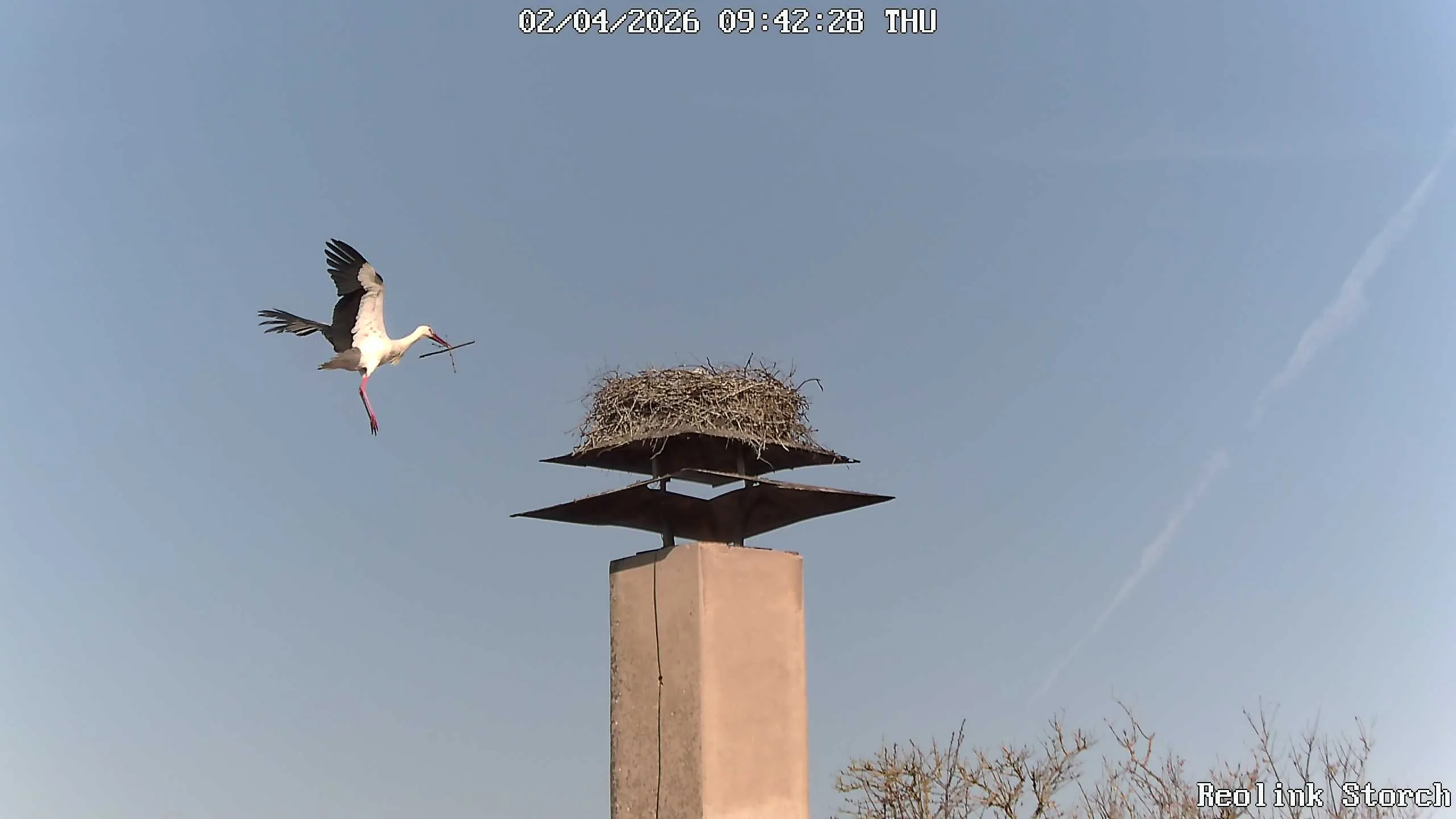 Storchencam Bild