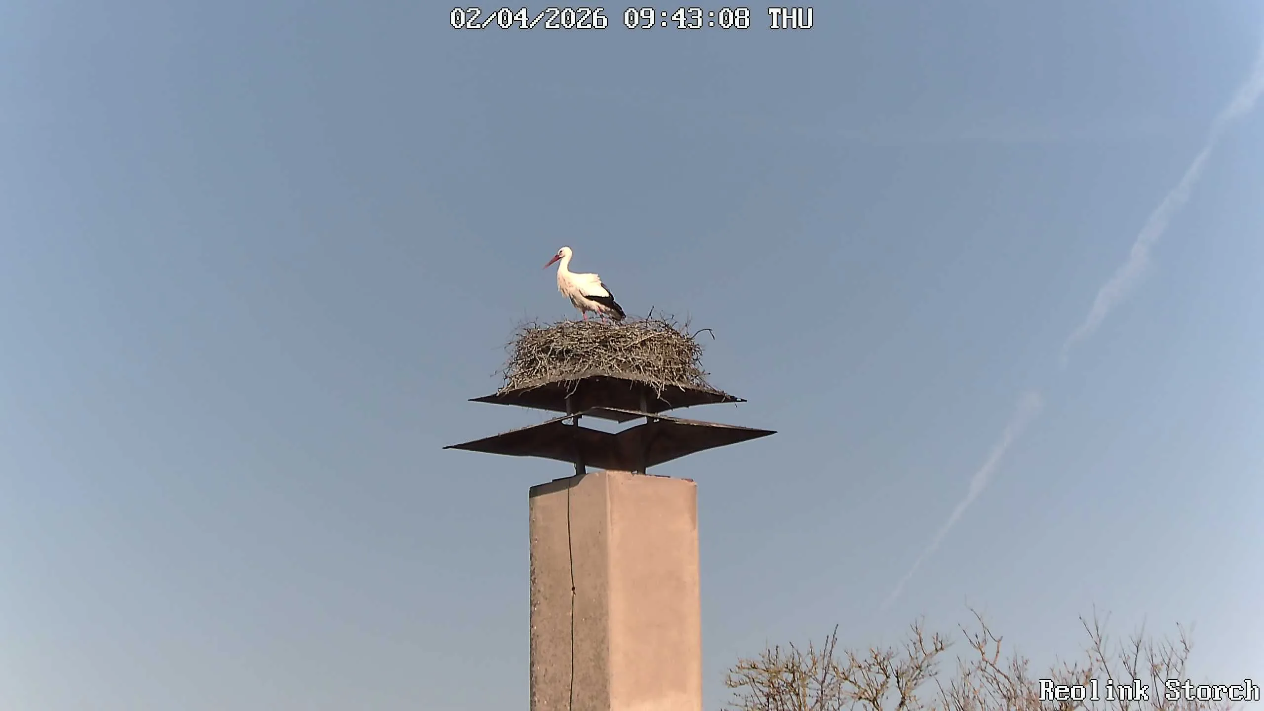 Storchencam Bild