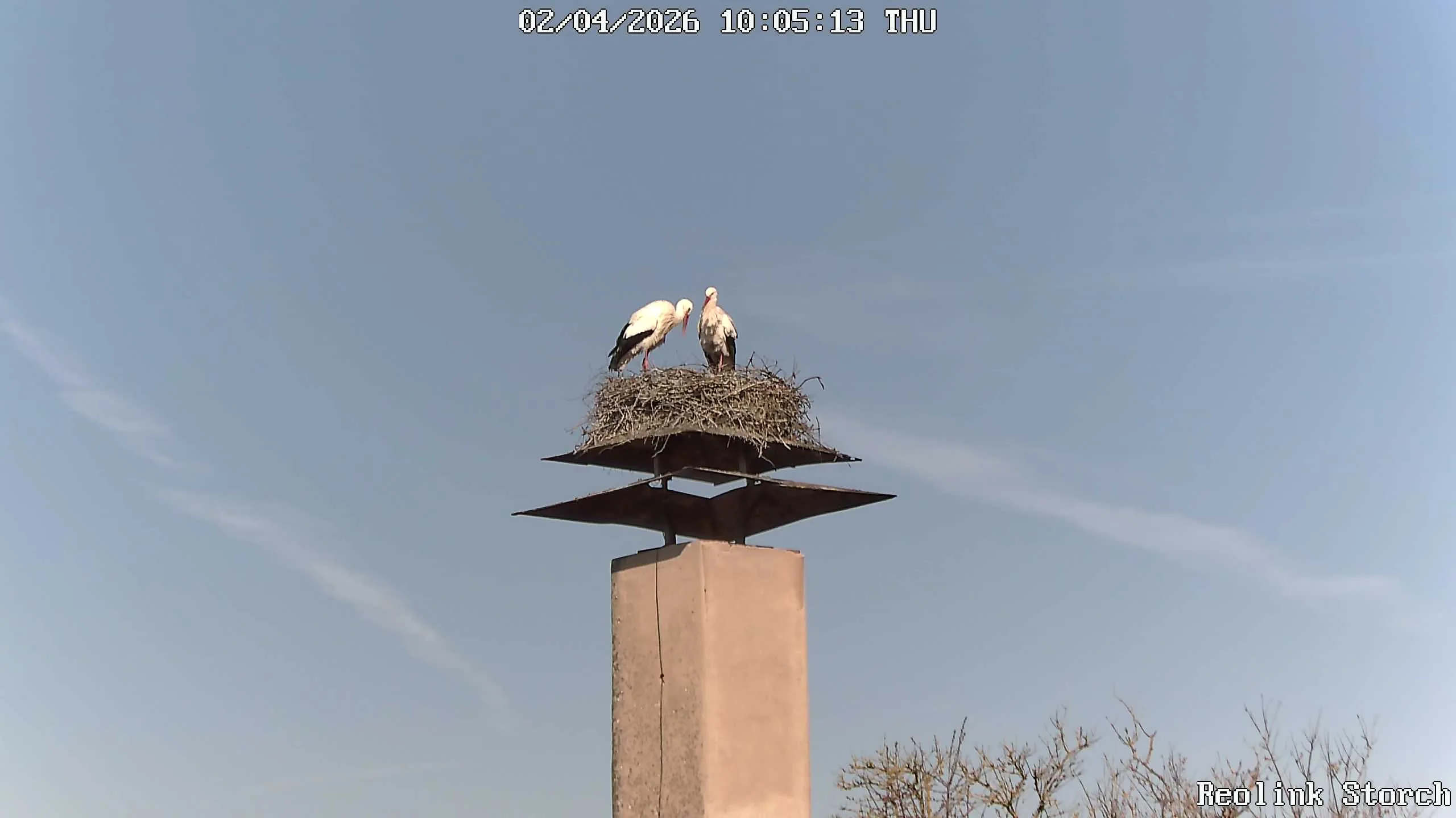 Storchencam Bild