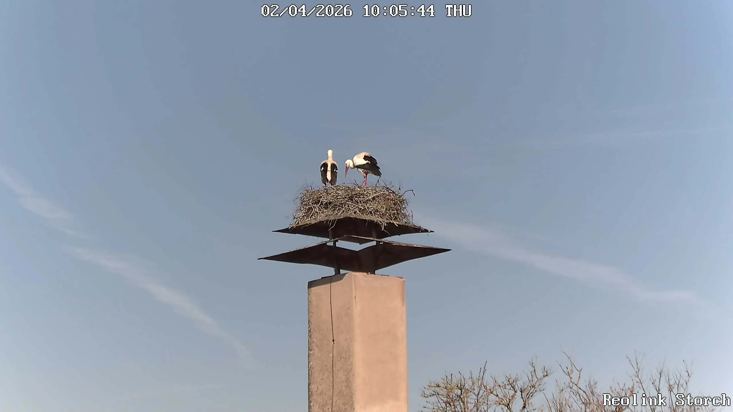 Storchencam Bild