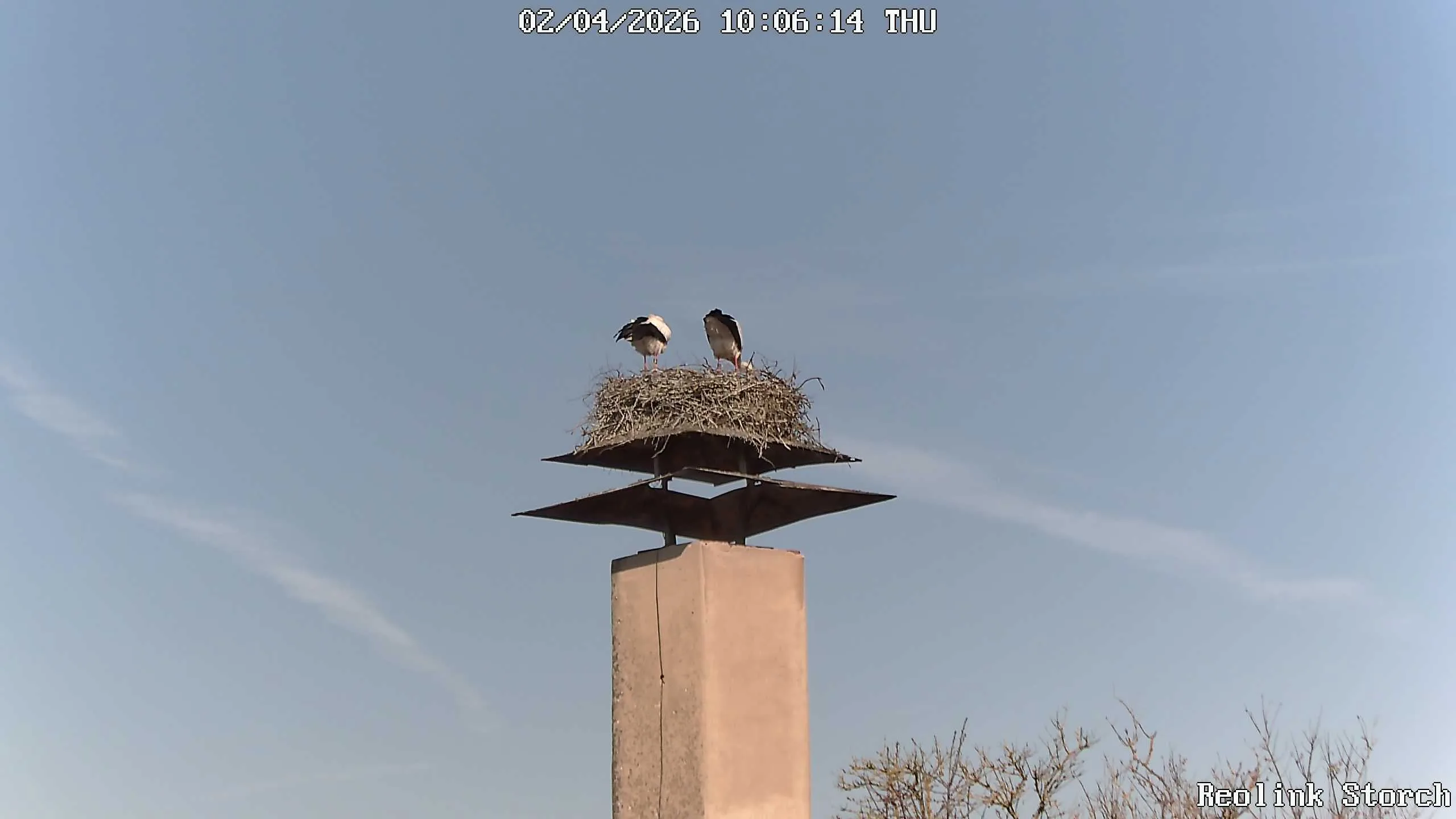 Storchencam Bild