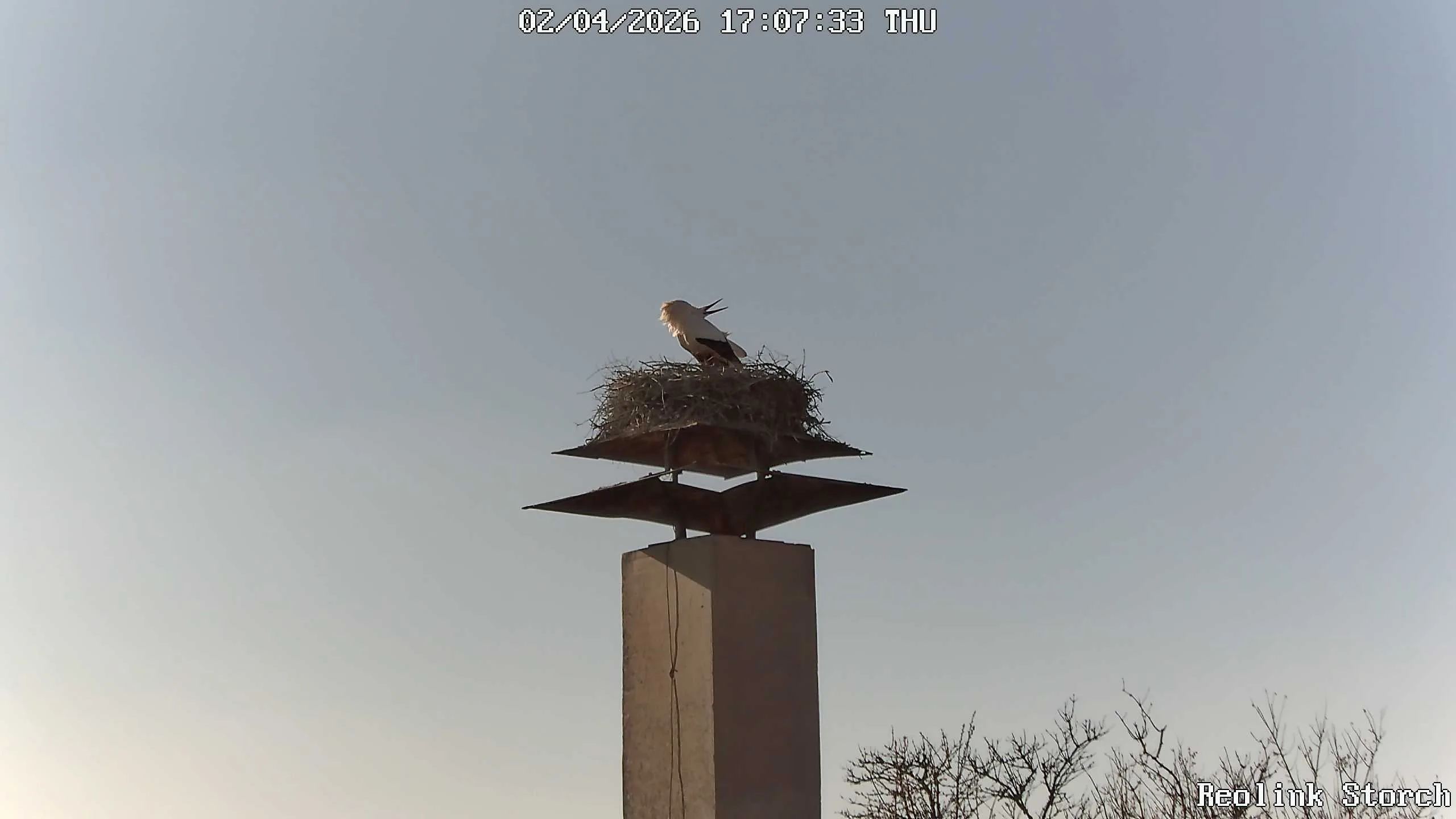 Storchencam Bild