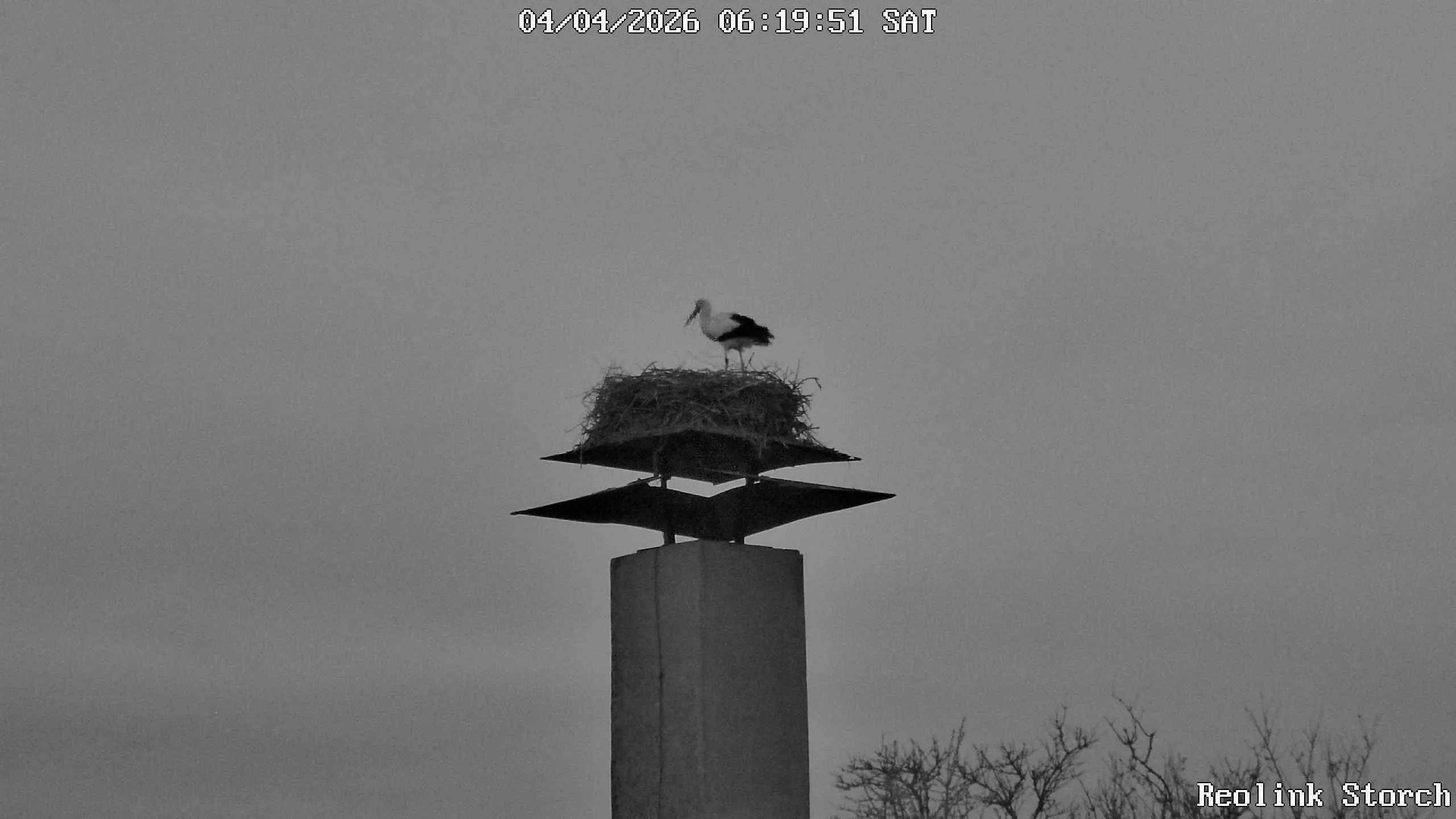 Storchencam Bild