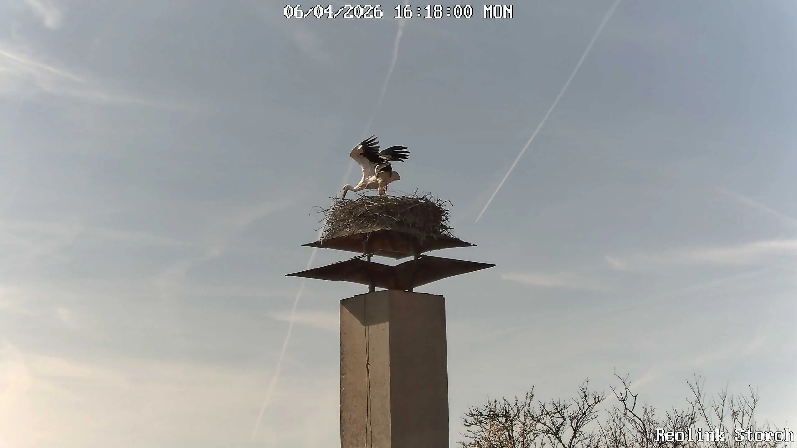 Storchencam Bild