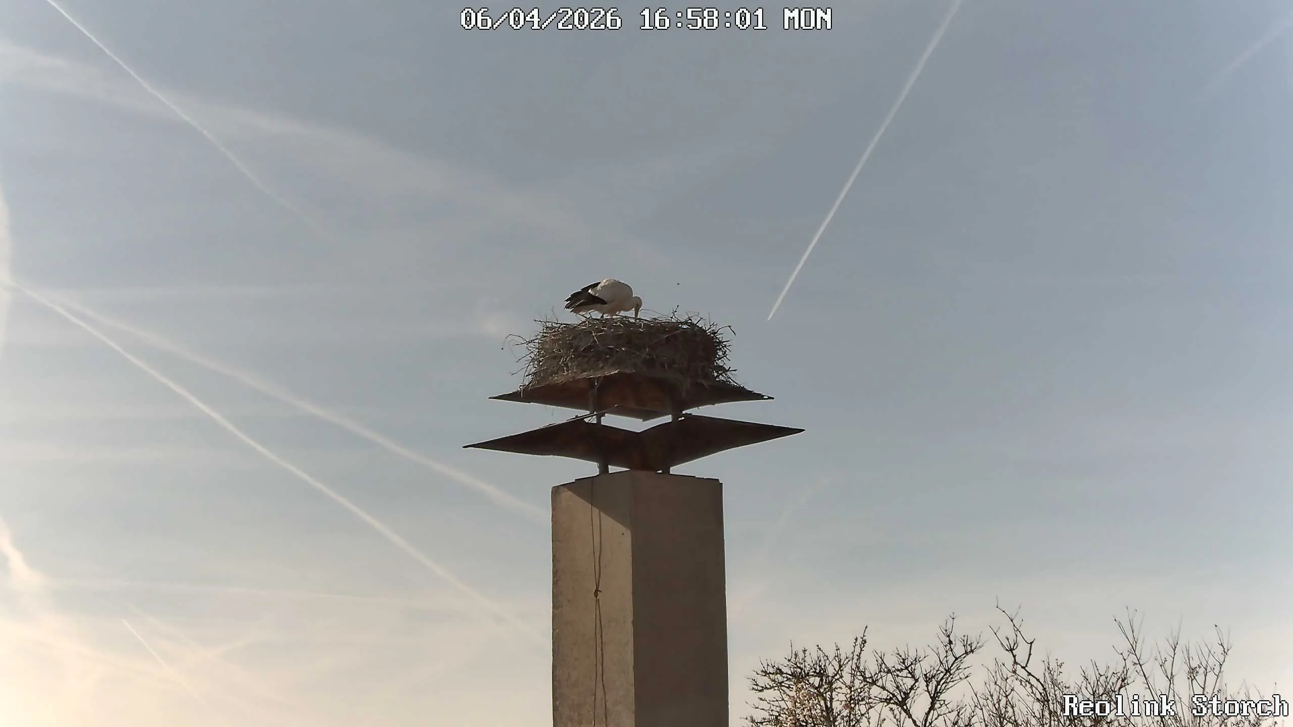 Storchencam Bild