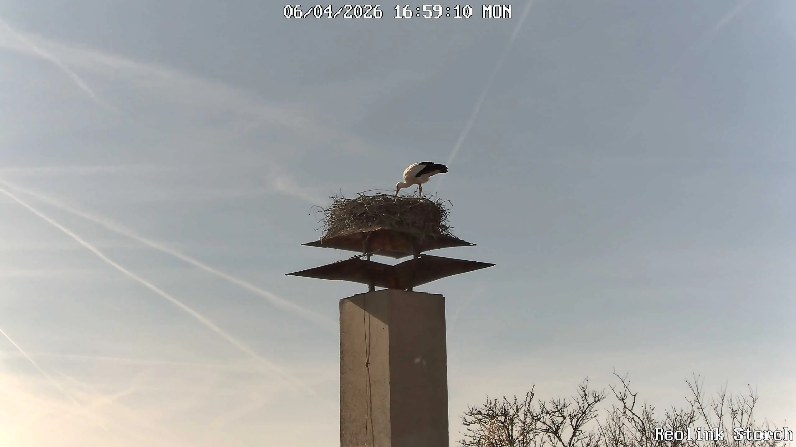 Storchencam Bild