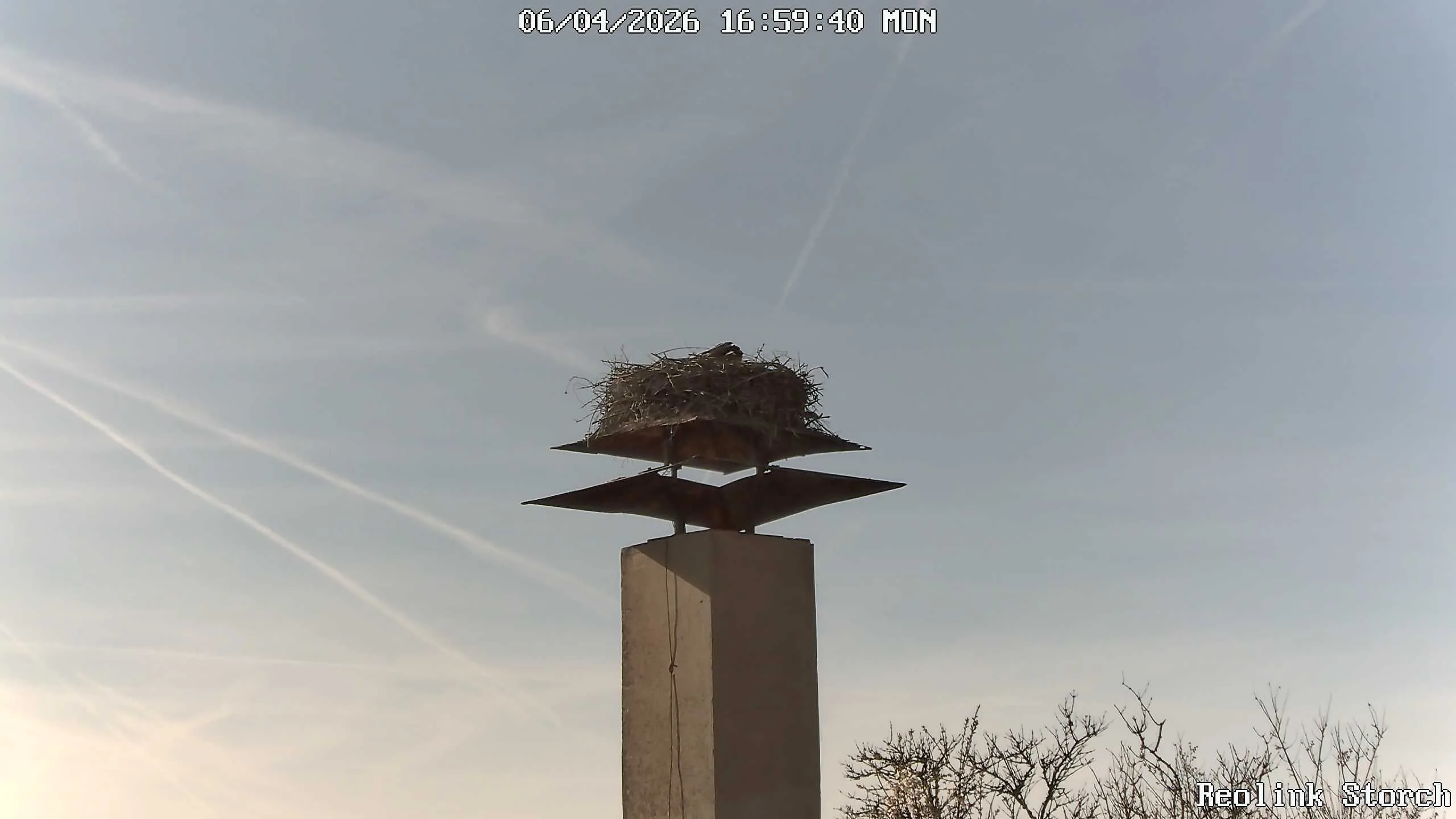 Storchencam Bild