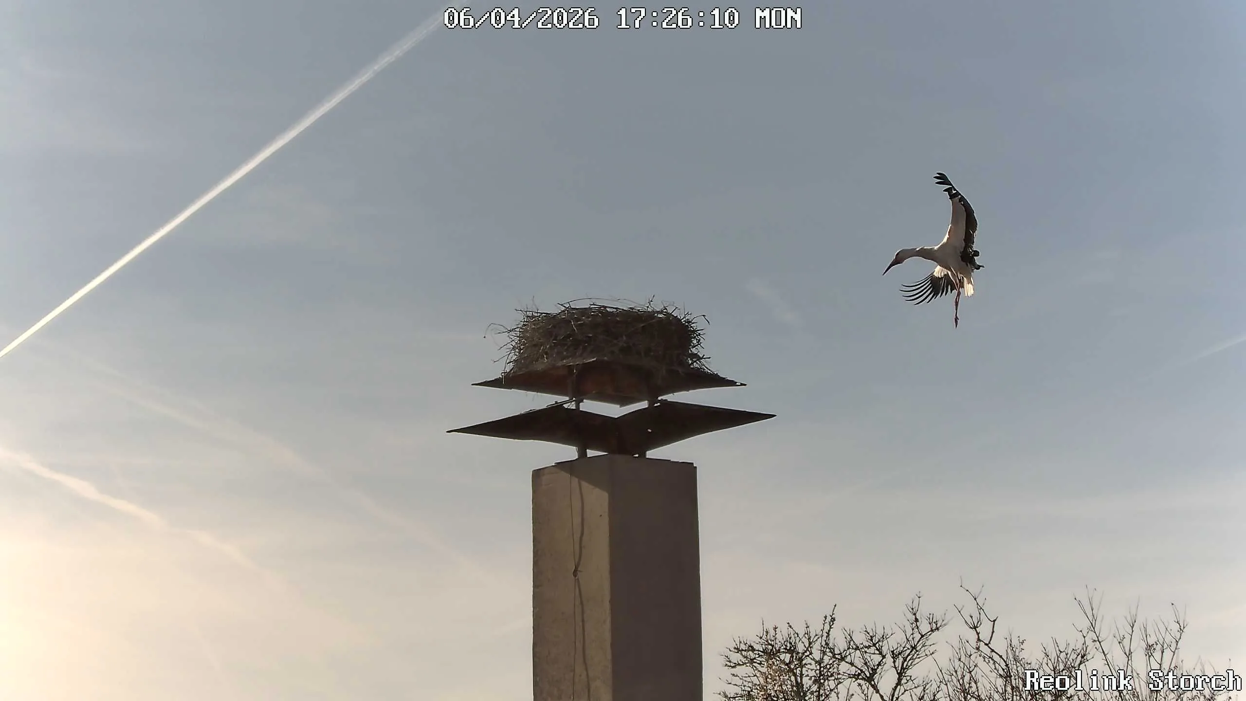Storchencam Bild