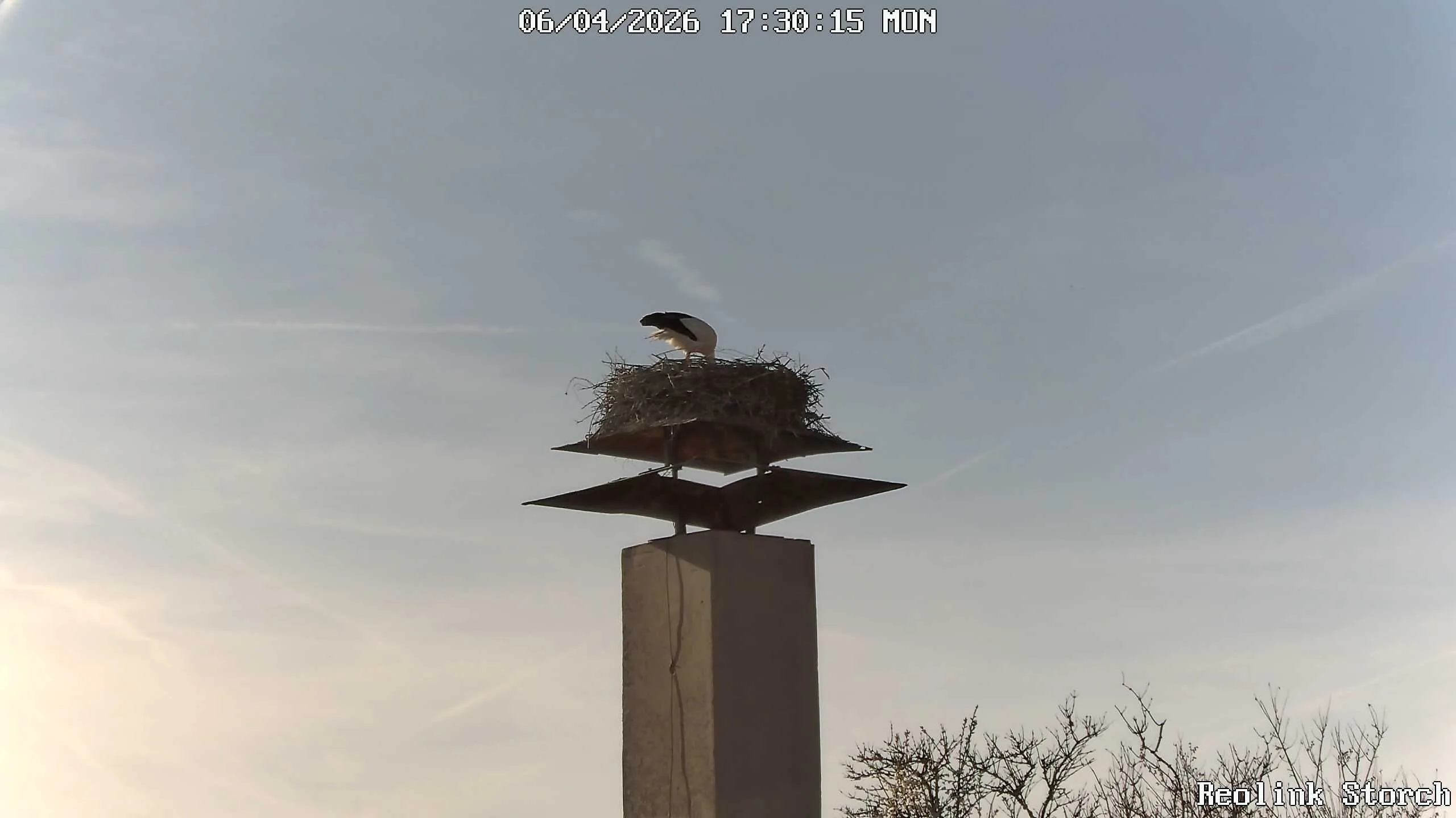 Storchencam Bild
