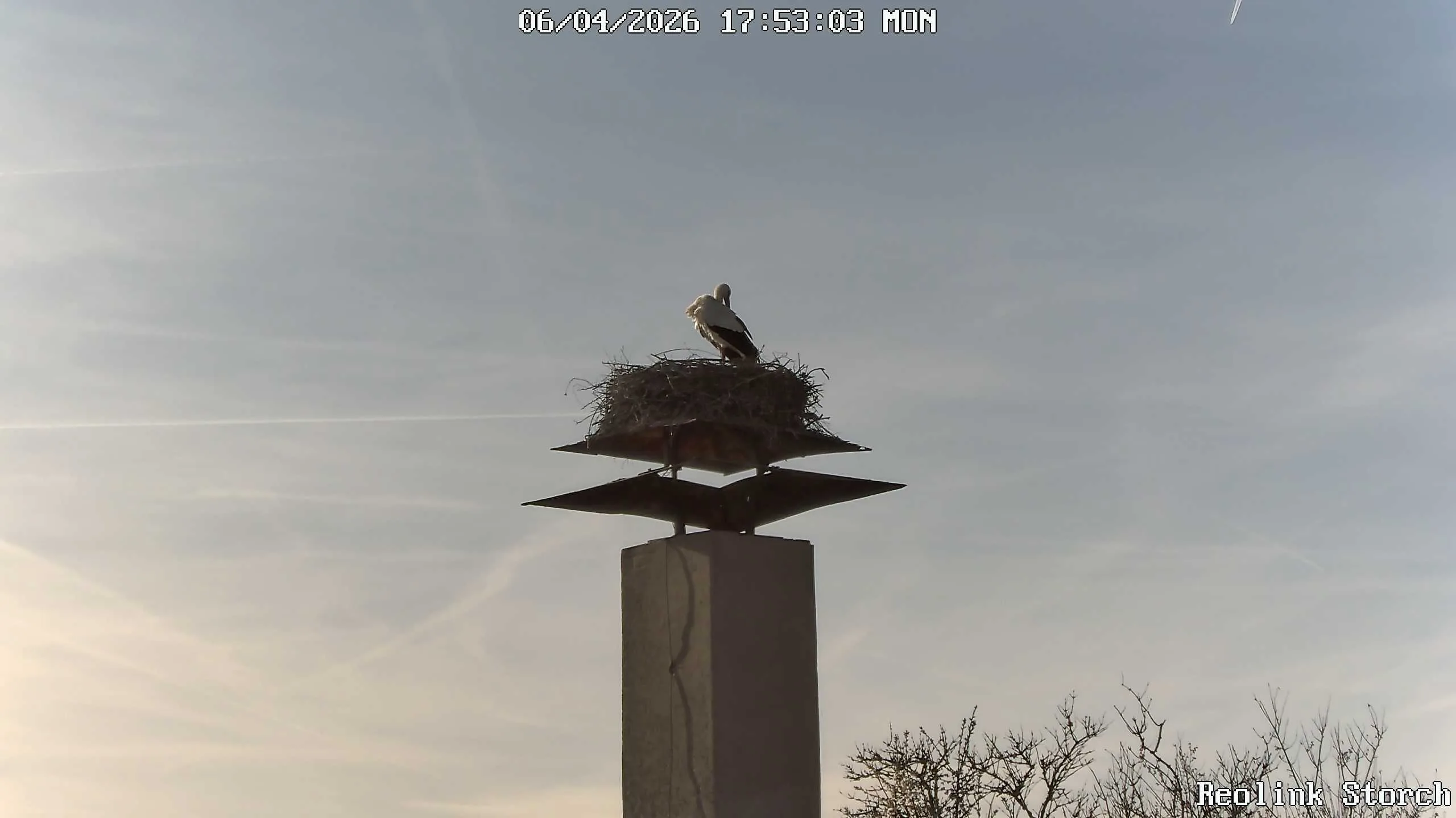 Storchencam Bild