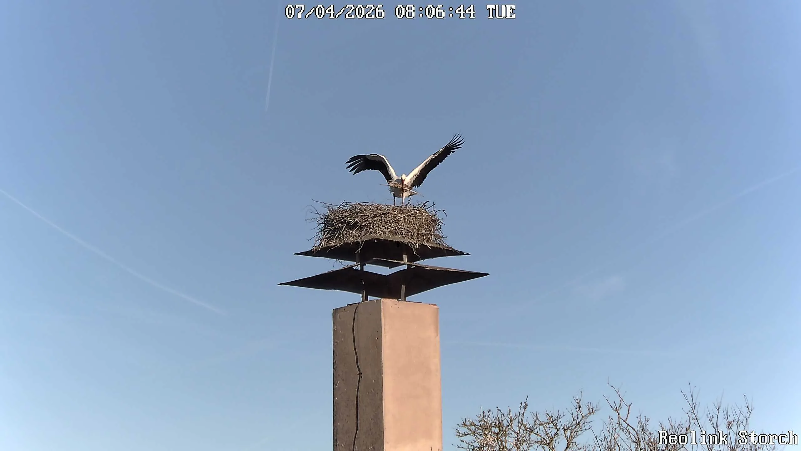 Storchencam Bild