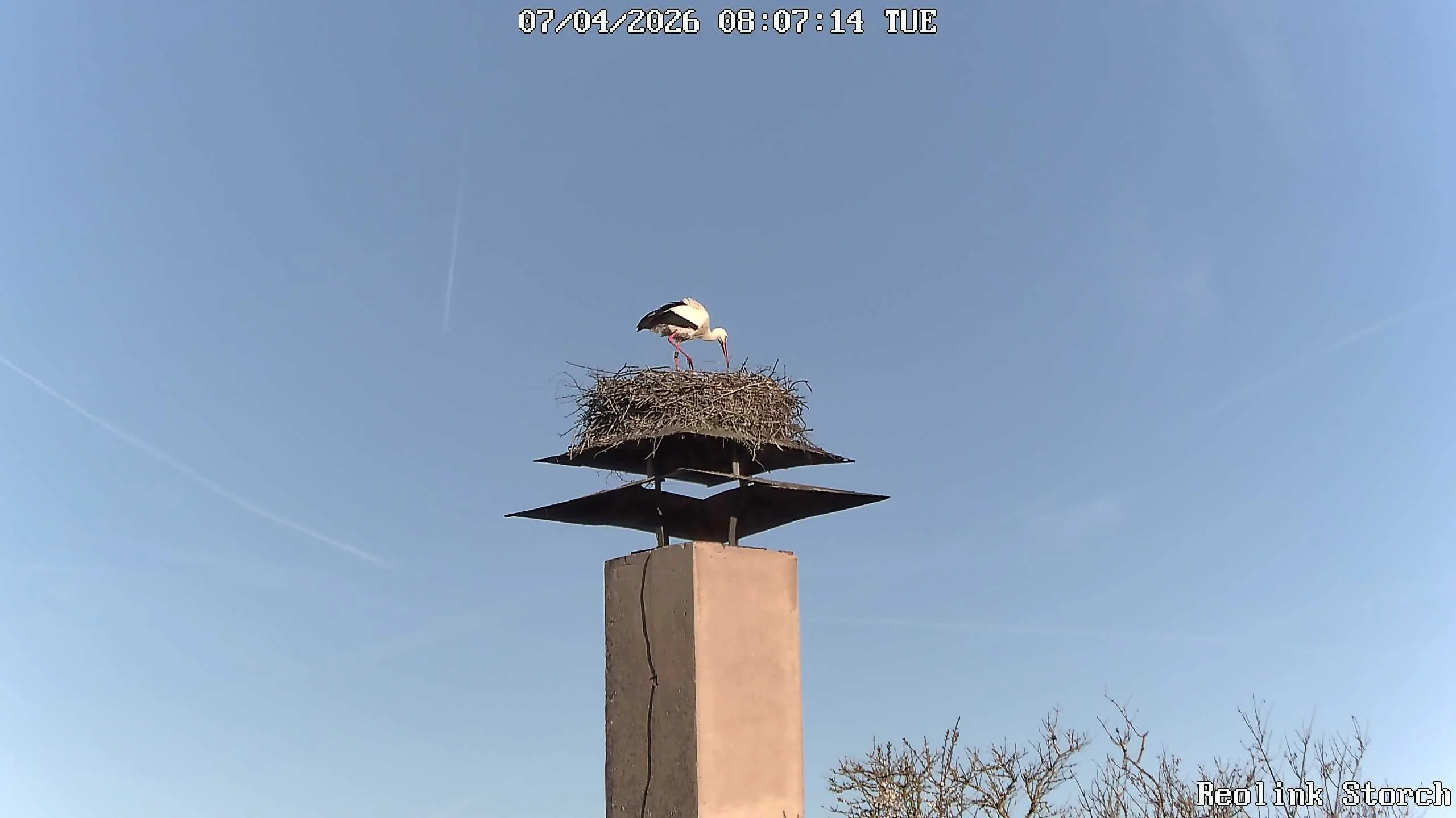 Storchencam Bild