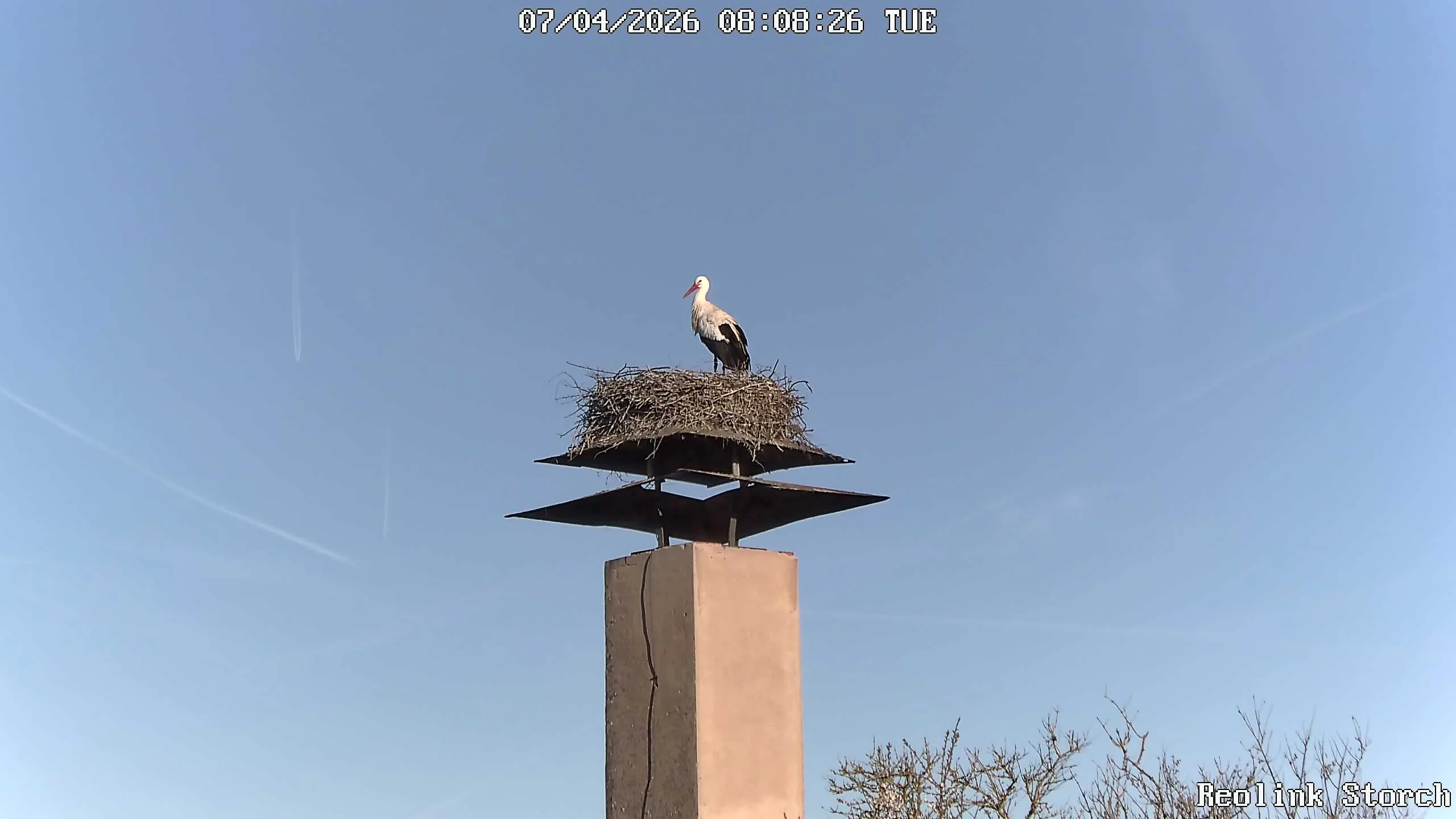 Storchencam Bild