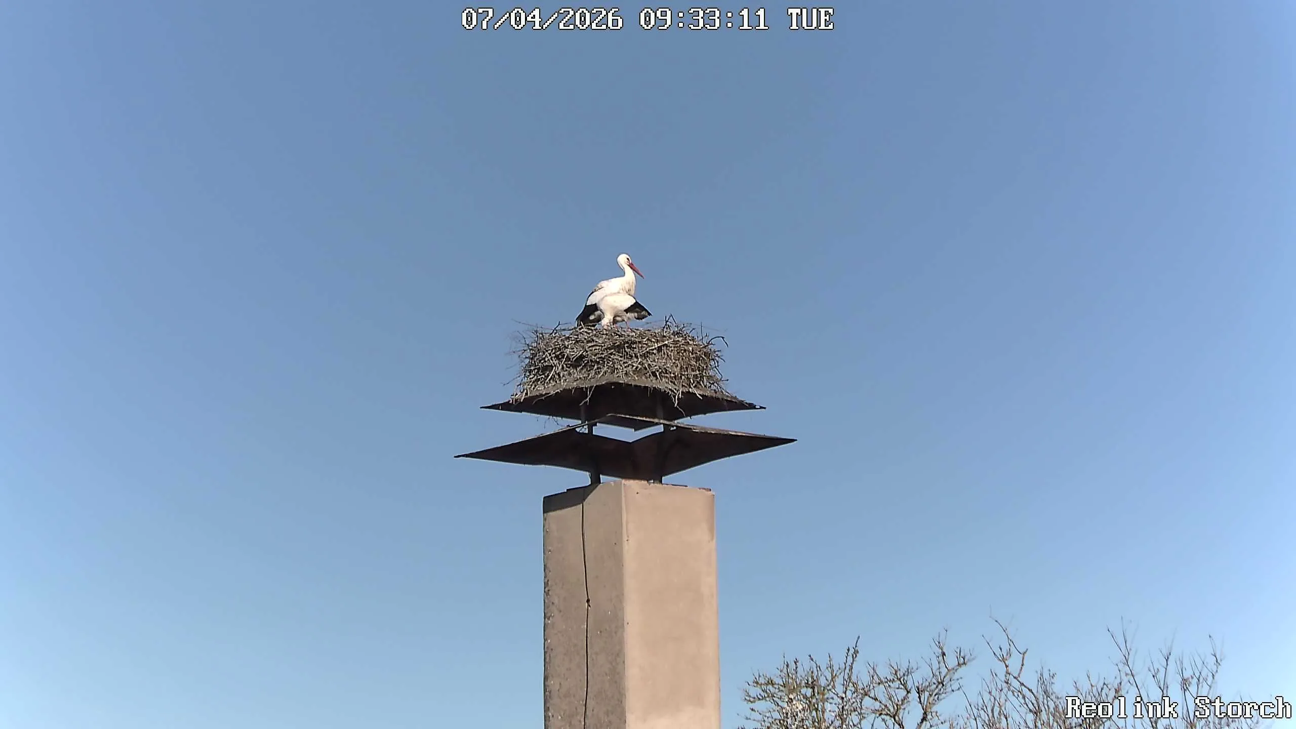 Storchencam Bild