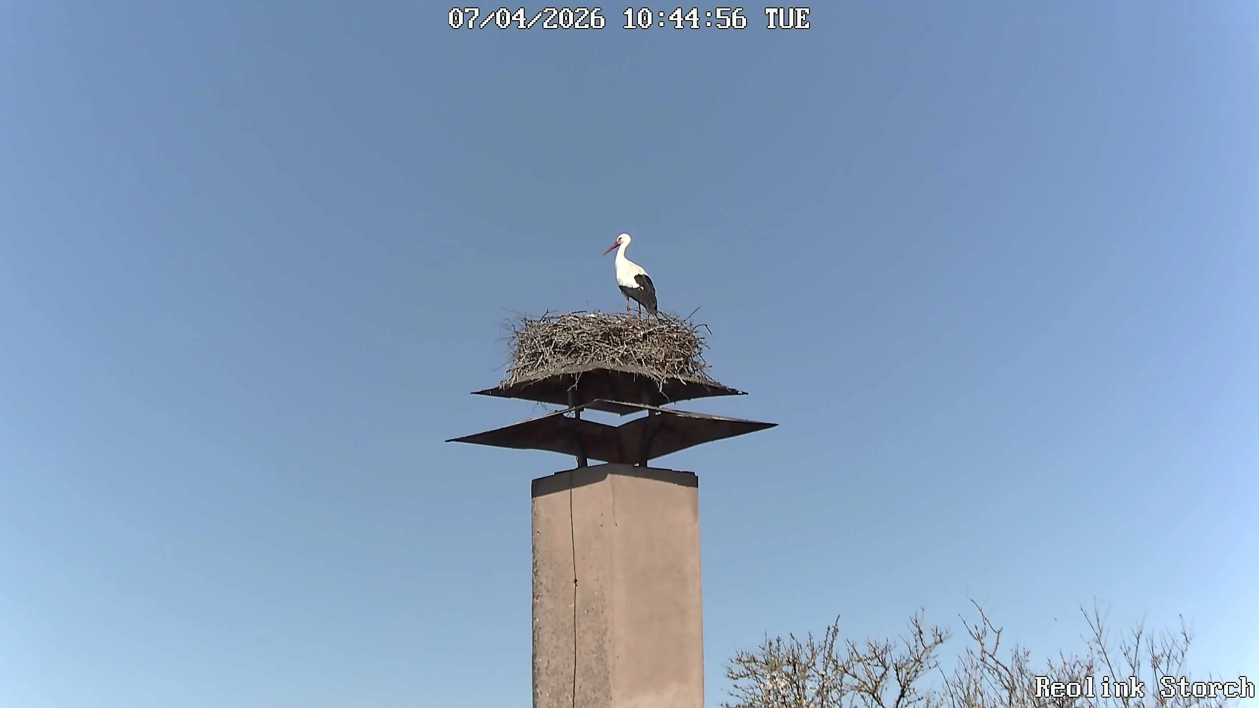 Storchencam Bild