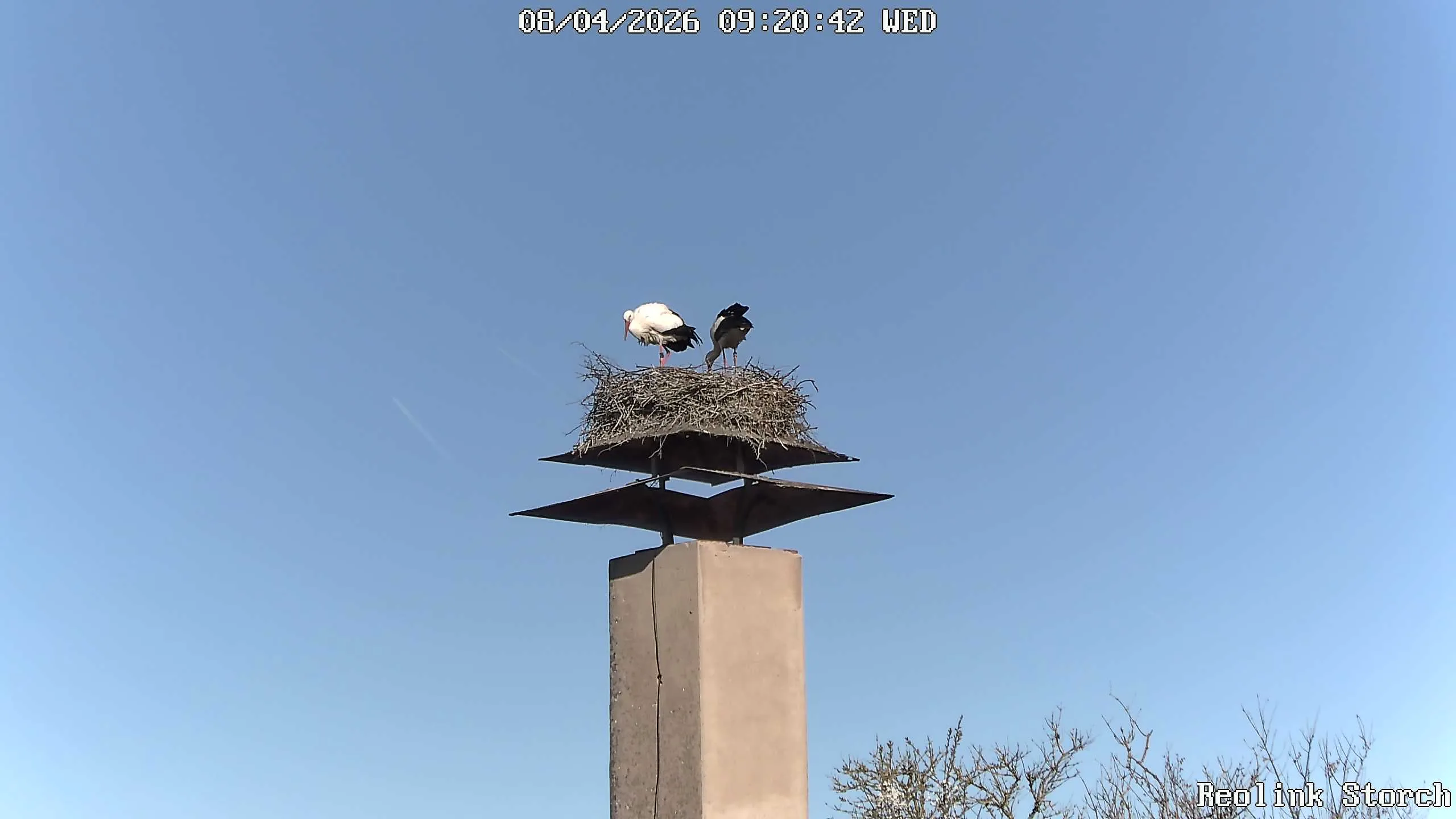 Storchencam Bild