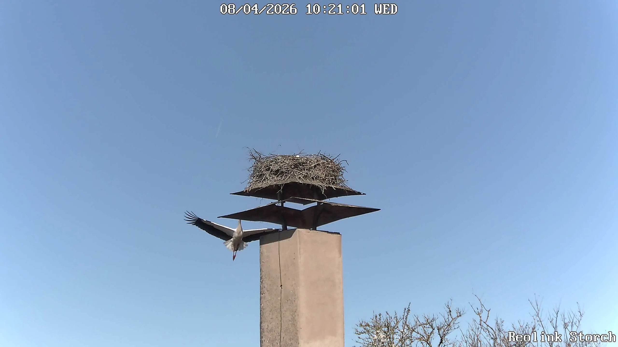 Storchencam Bild