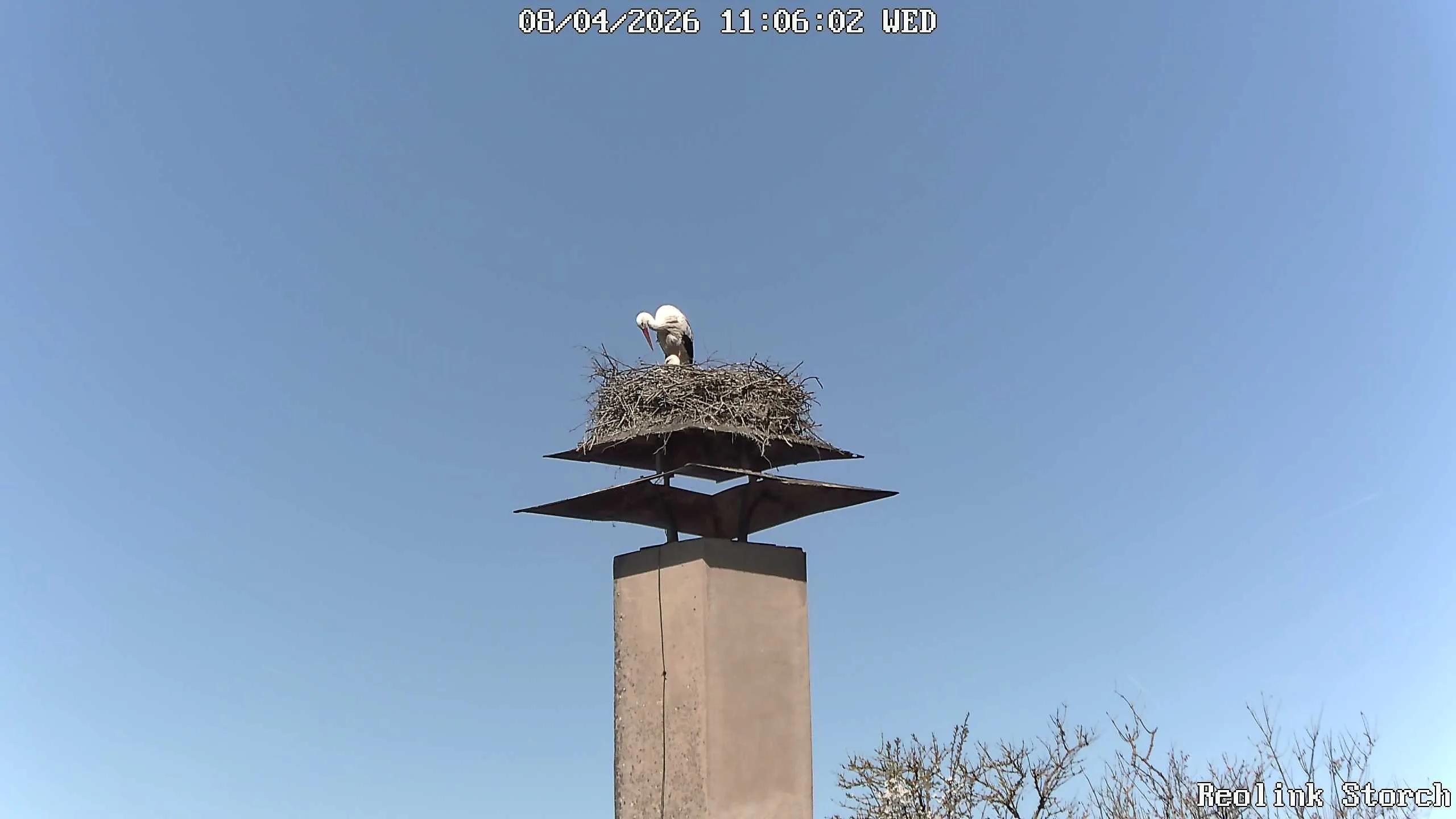 Storchencam Bild