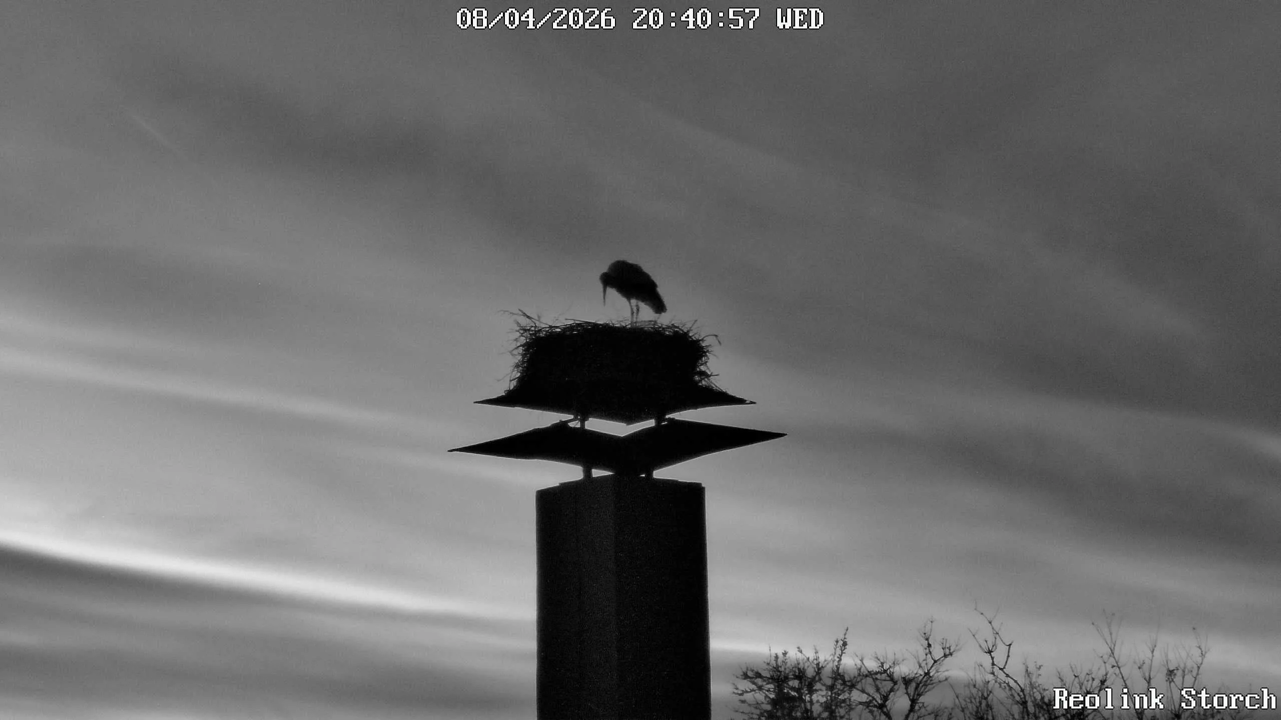Storchencam Bild