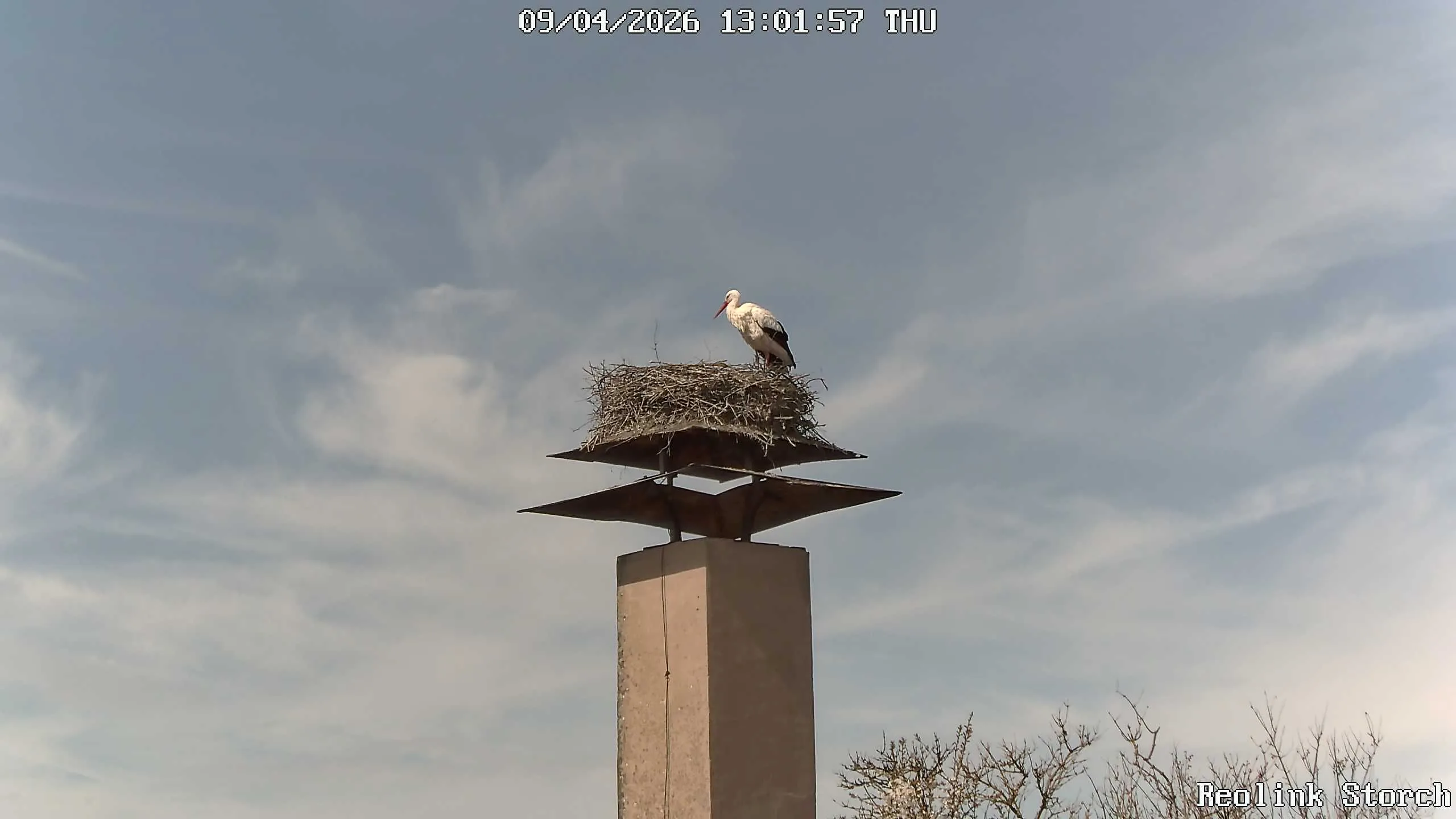Storchencam Bild