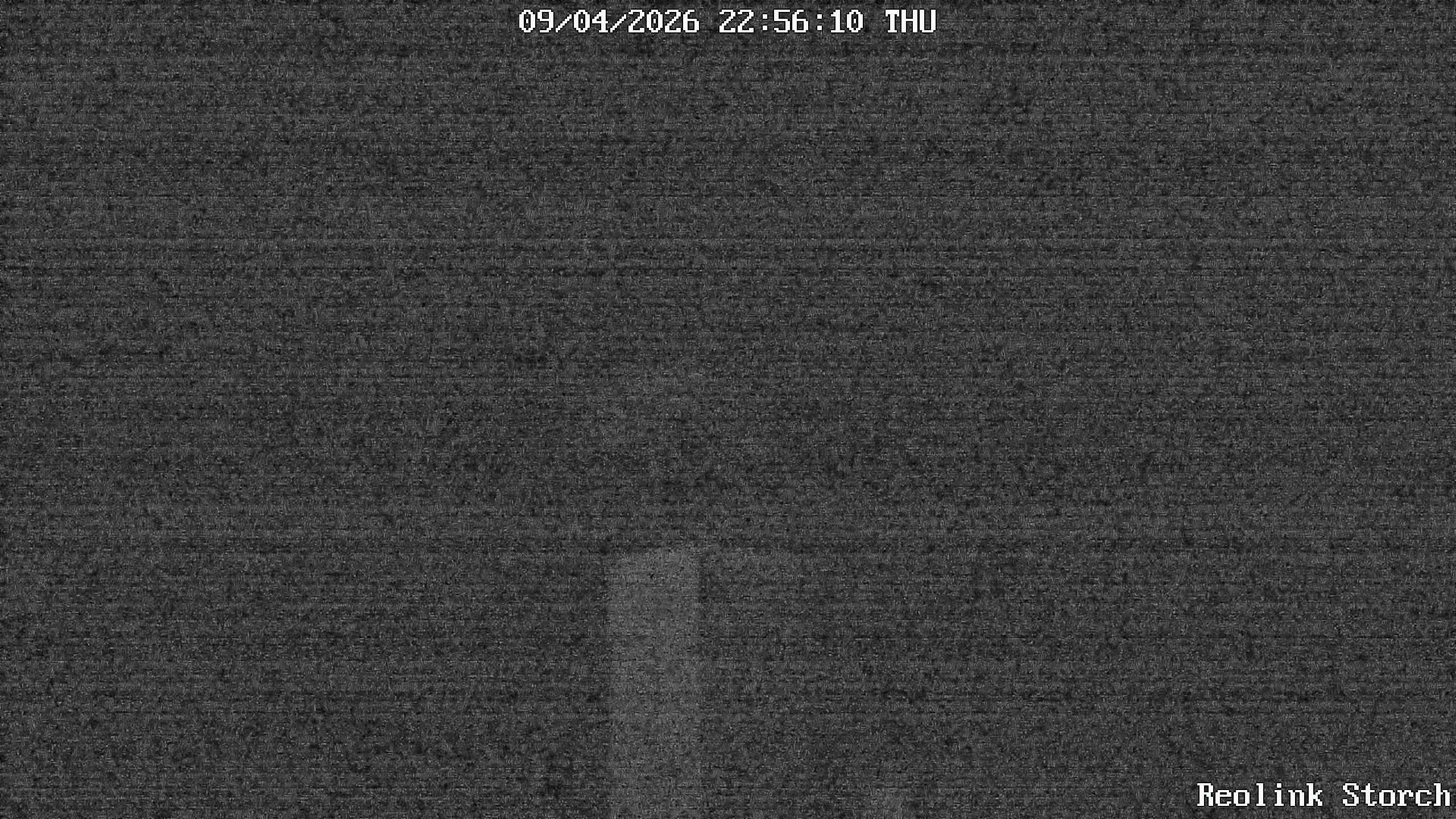 Storchencam Bild