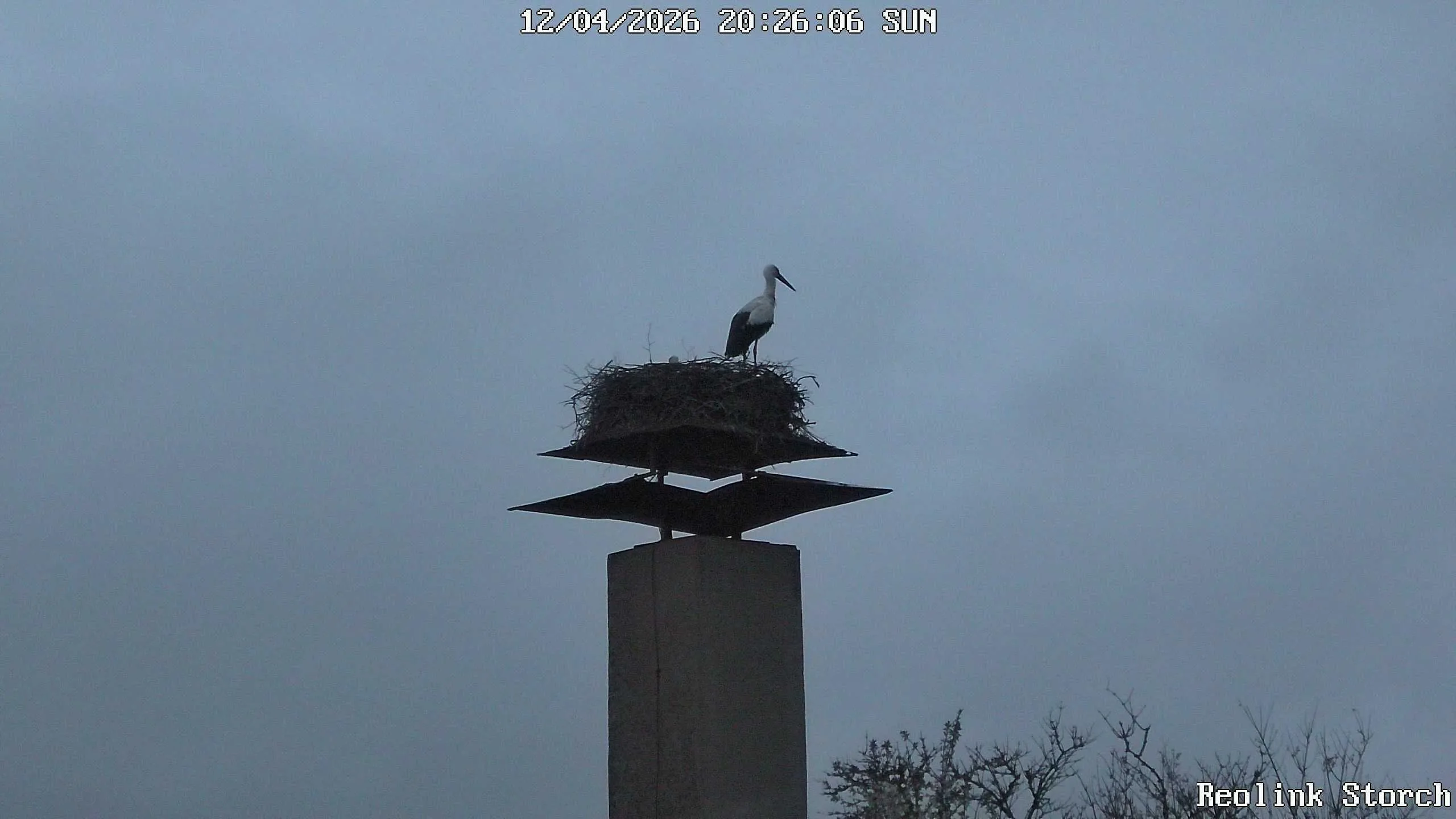 Storchencam Bild