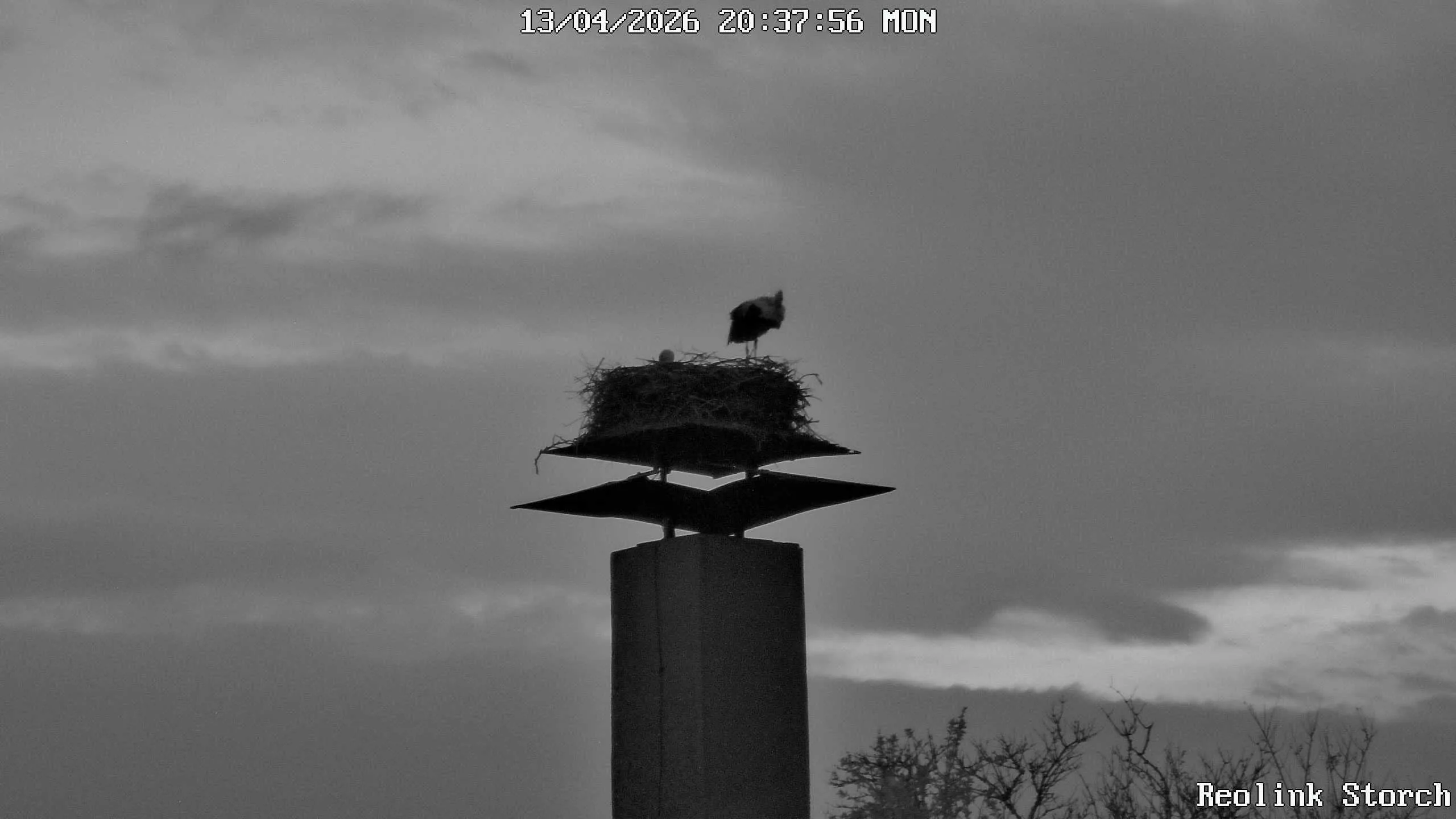Storchencam Bild